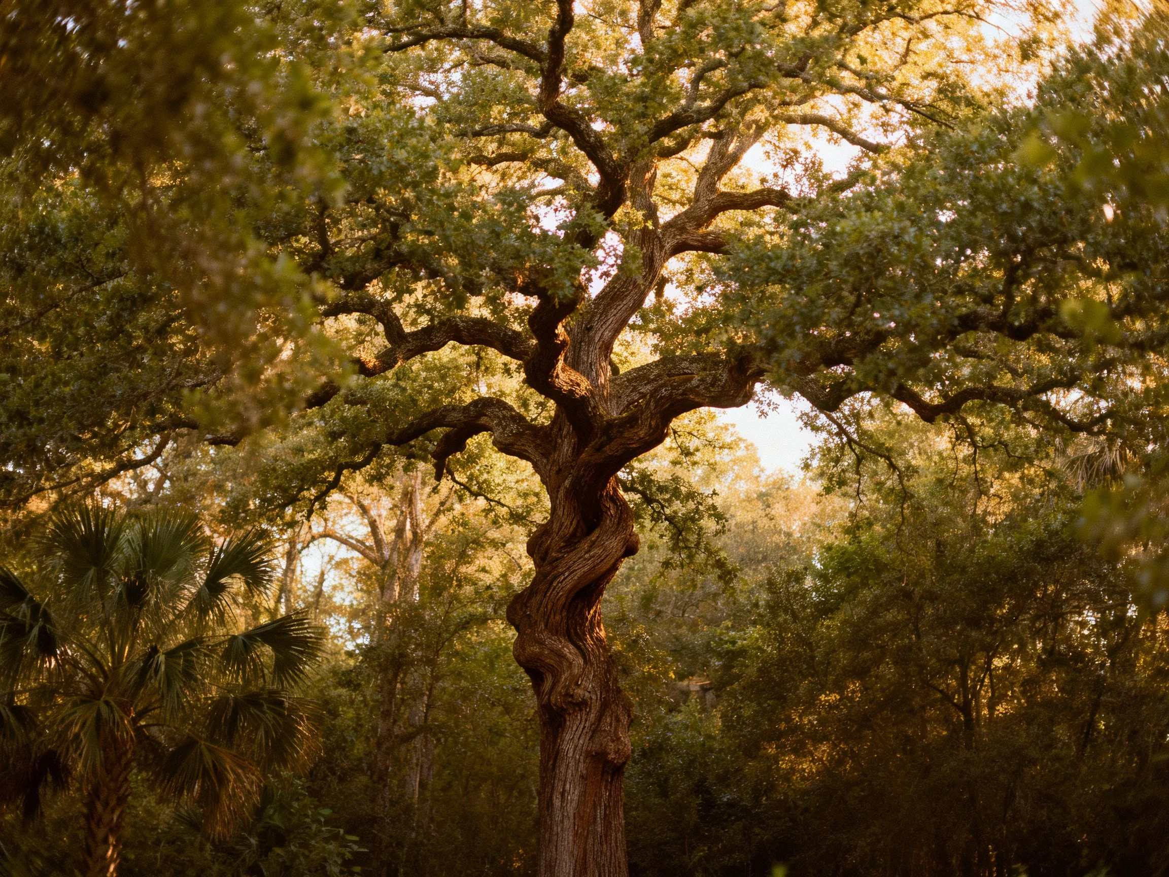 A gnarled ancient oak stands tall amid lush green foliage