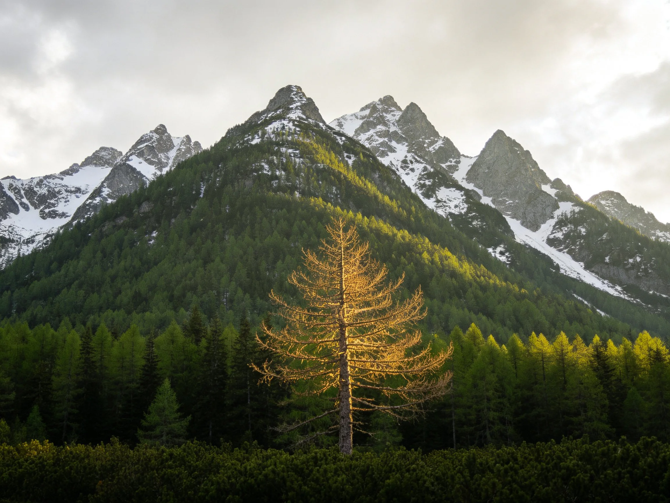 A golden tree amid forested mountains with snow-capped peaks