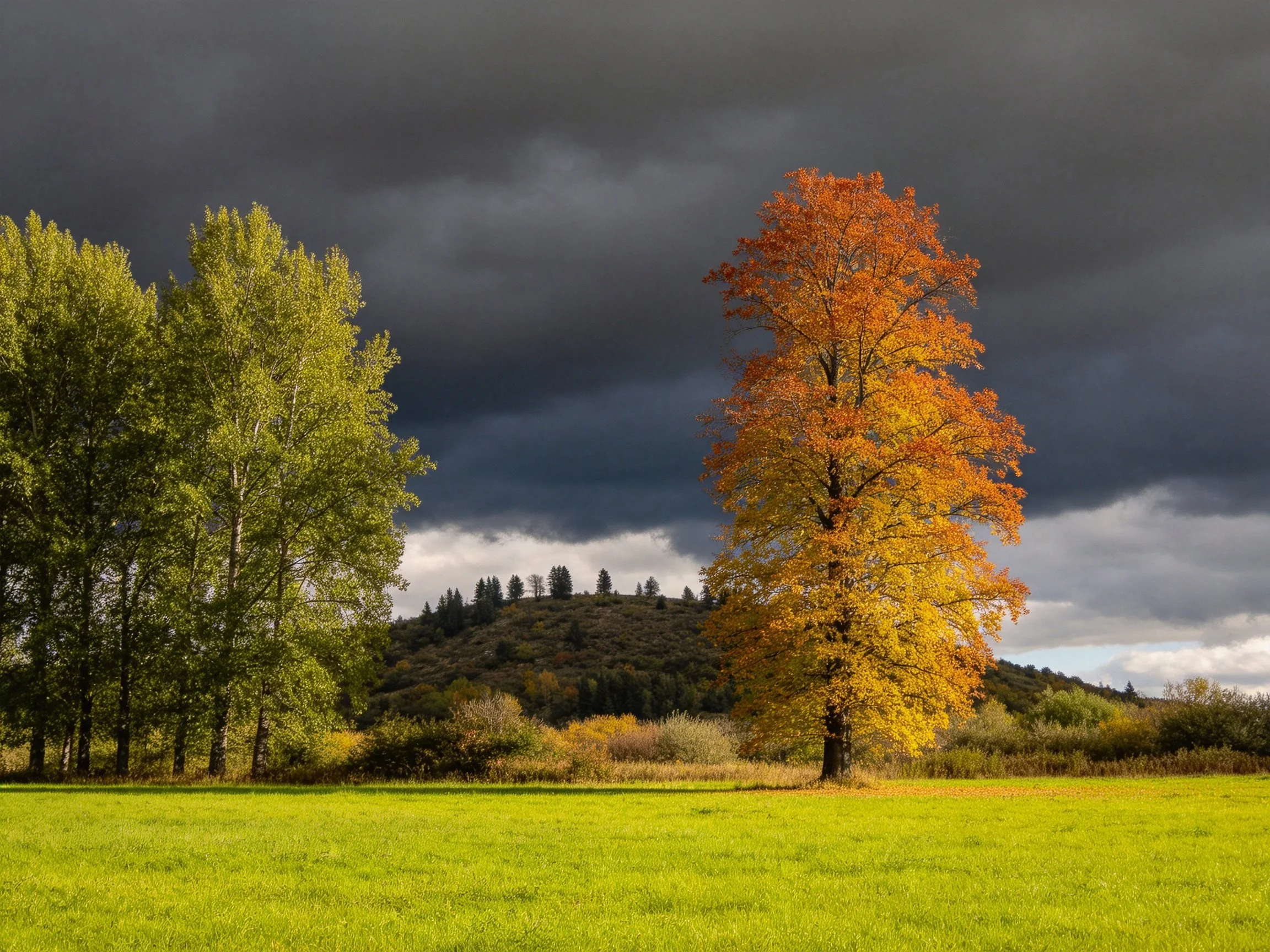 A golden tree stands beside green trees under stormy skies