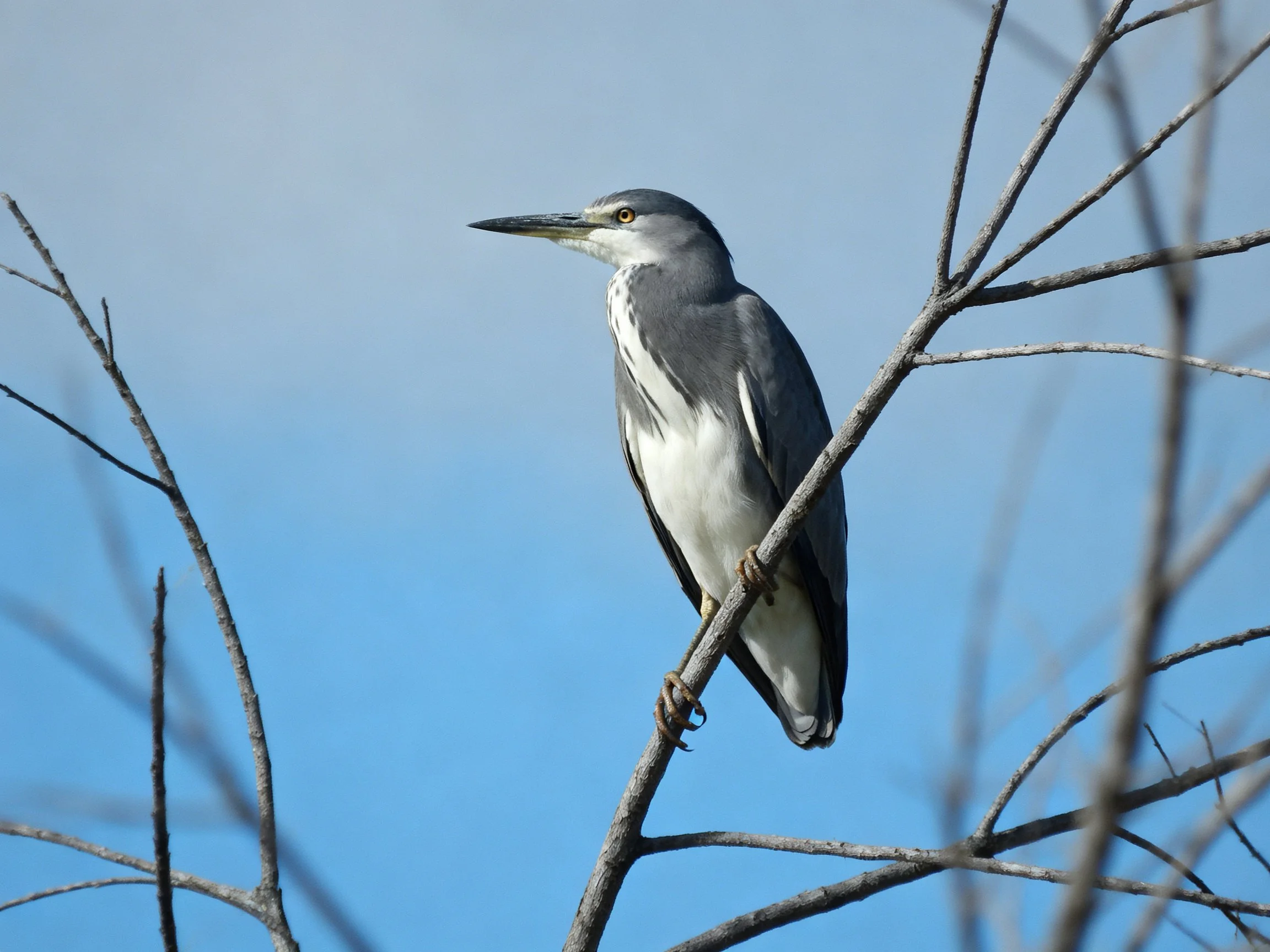 A gray and white heron perches on a bare tree branch