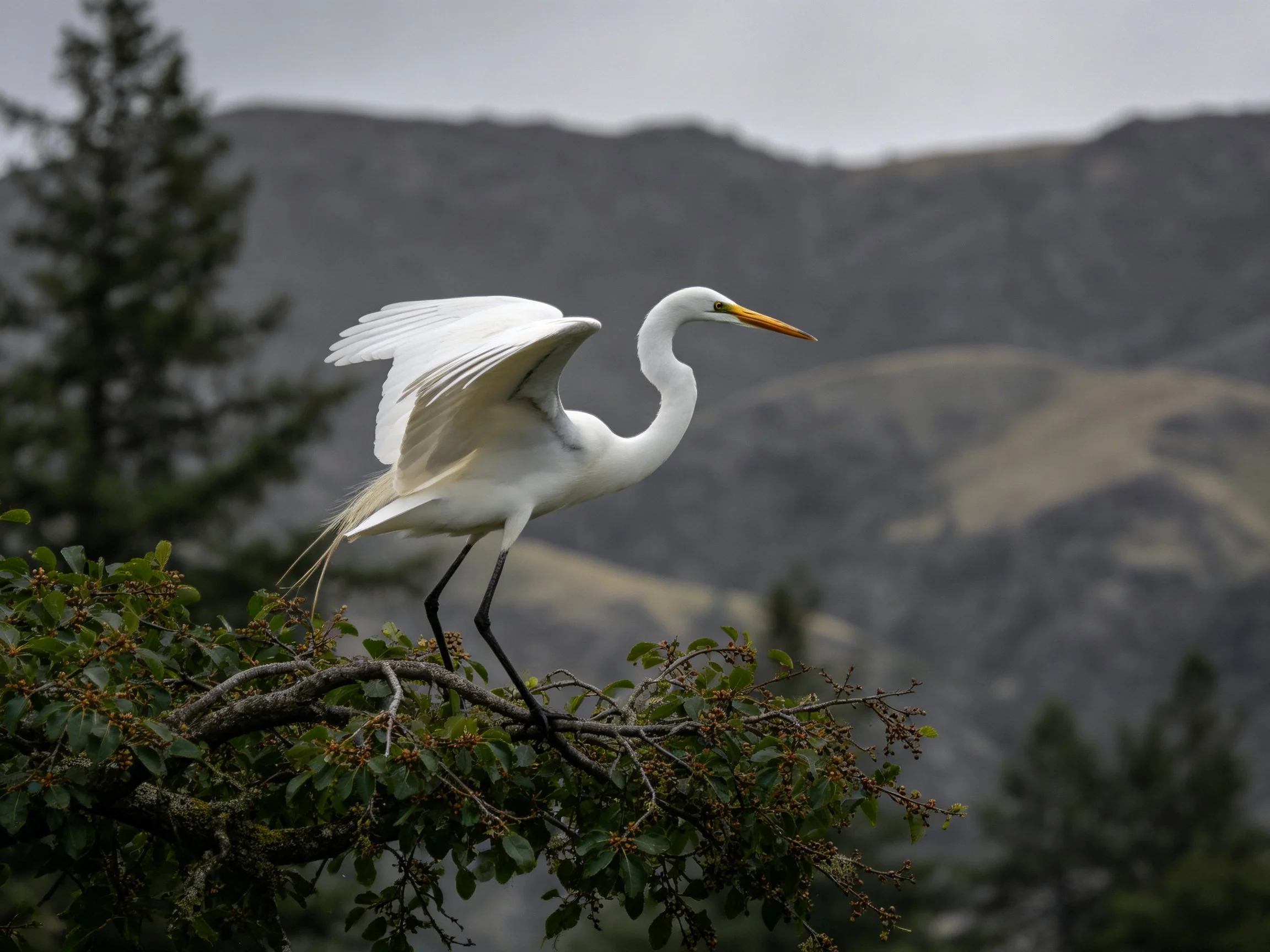 A great egret spreads wings atop a leafy tree branch