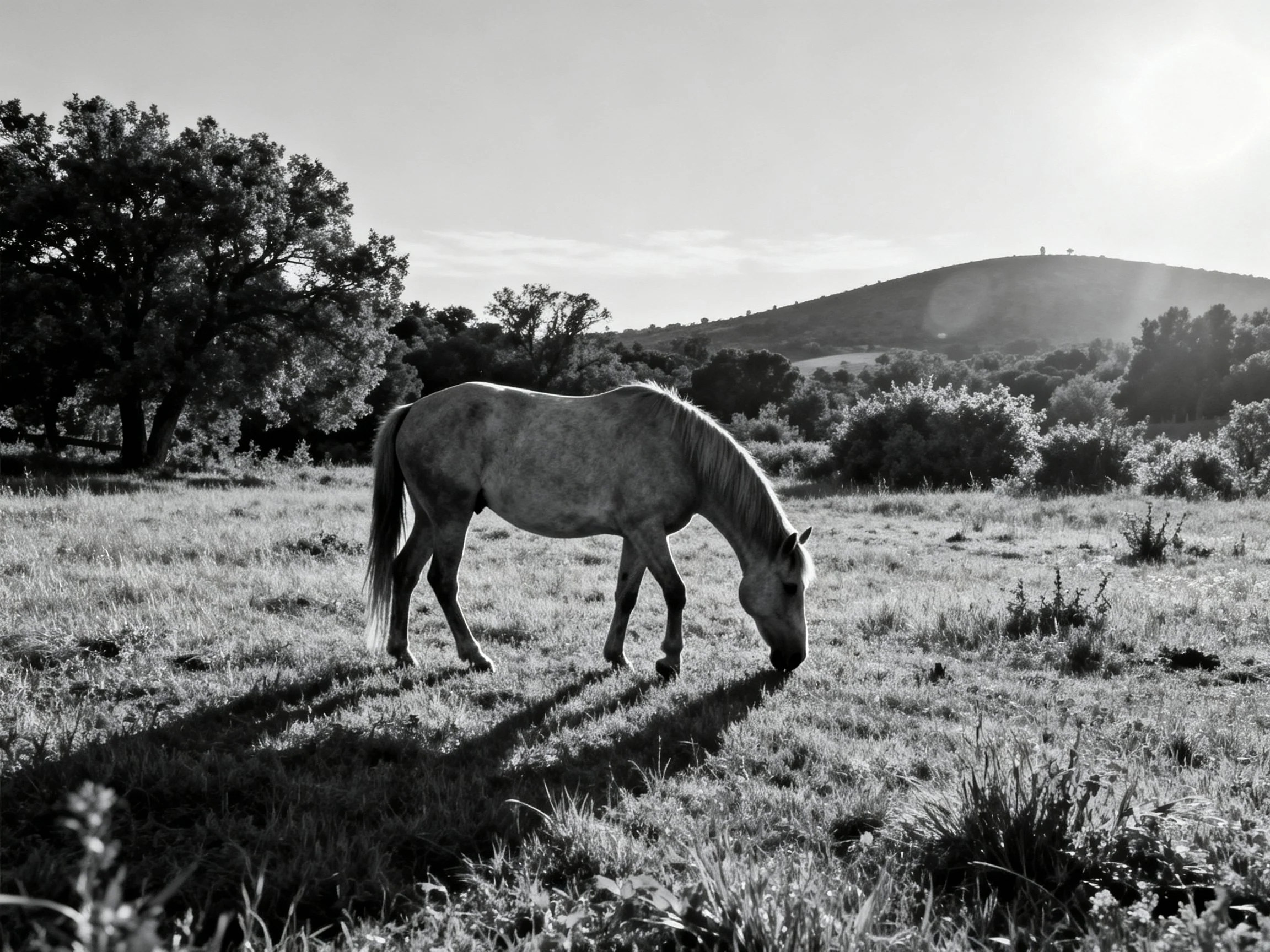 A horse grazing in a sunlit grassy meadow with distant hills