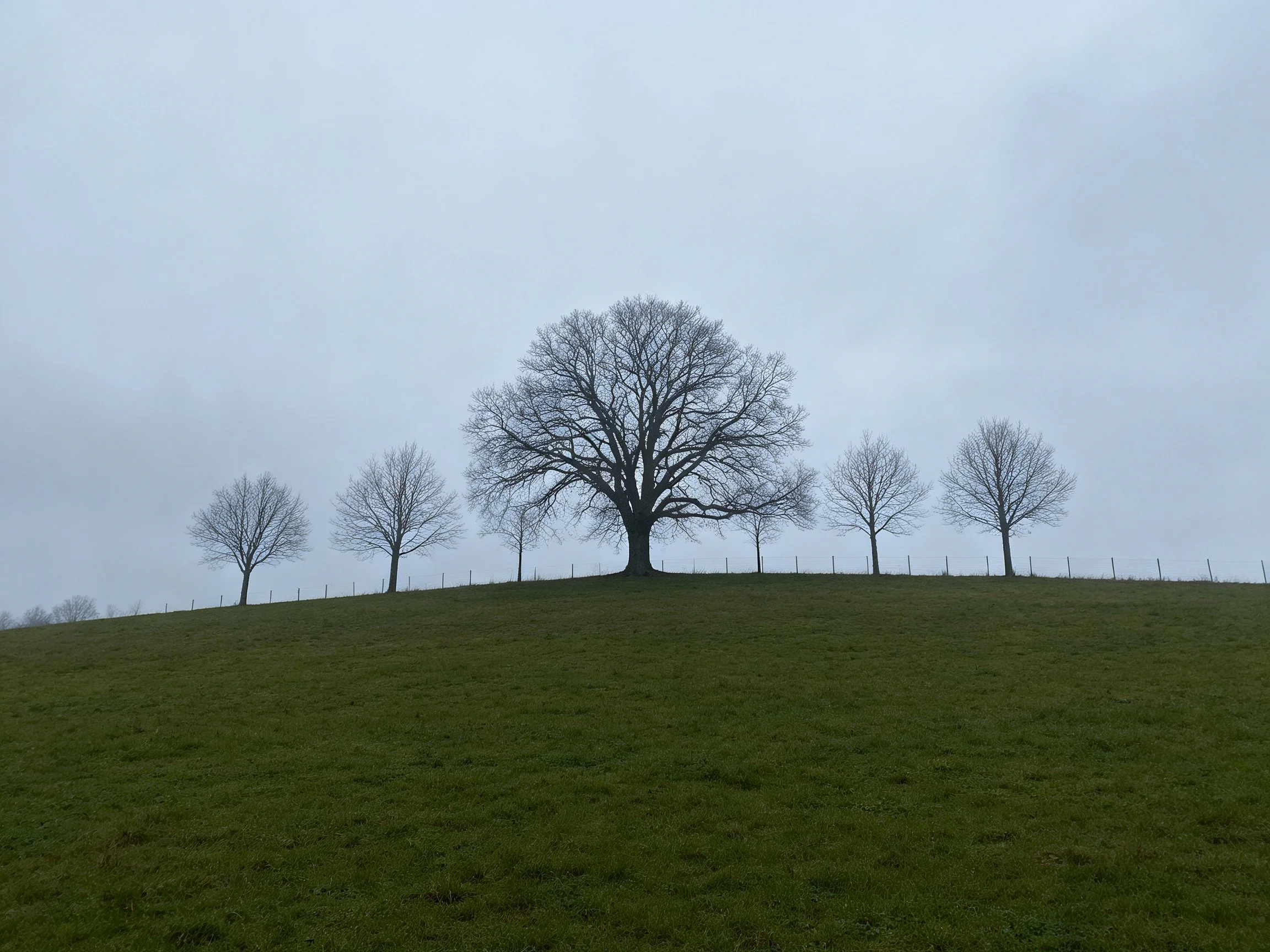A large bare tree centered on a grassy hill with smaller leafless trees