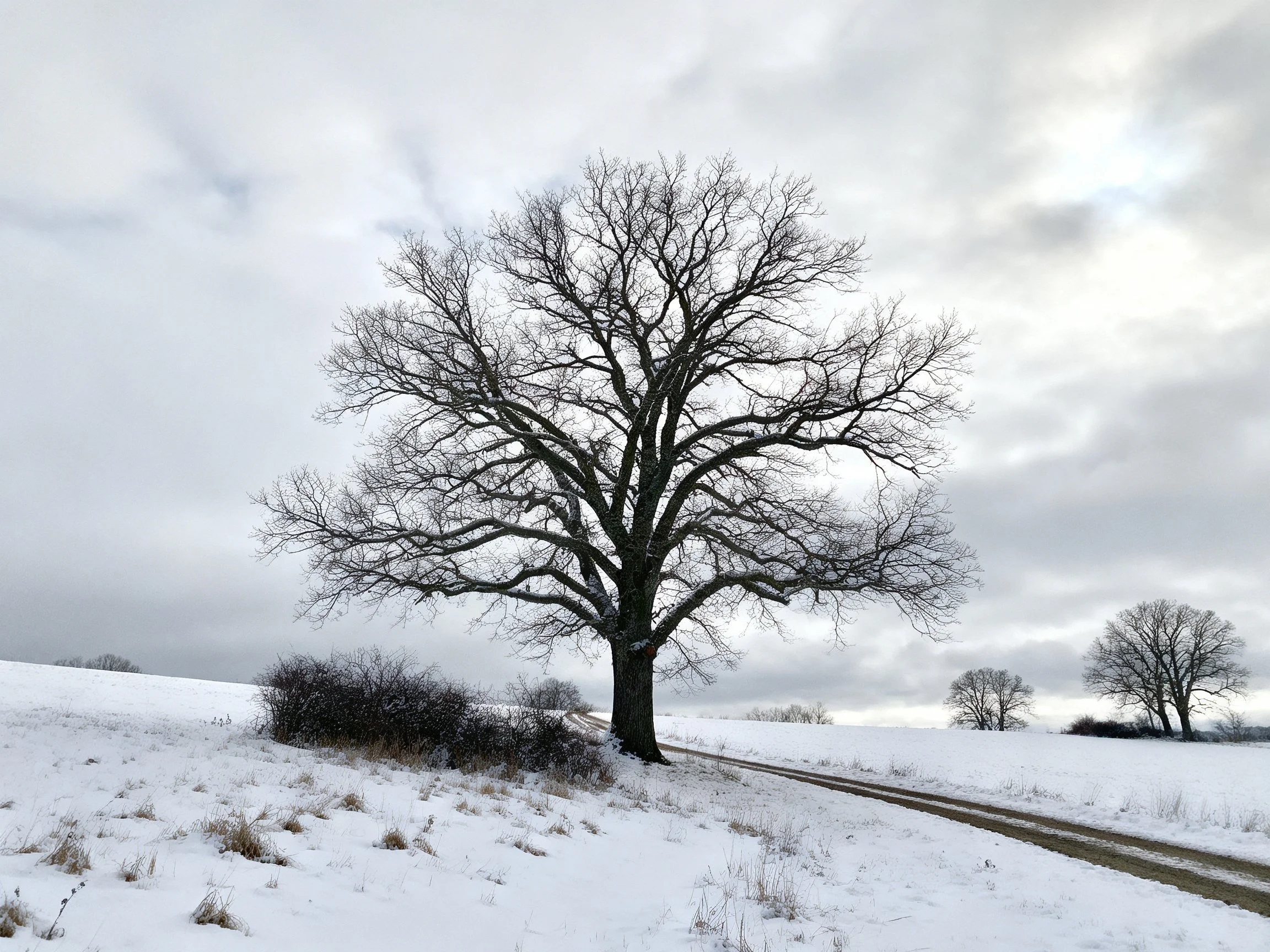A large bare tree near a snow-covered rural path