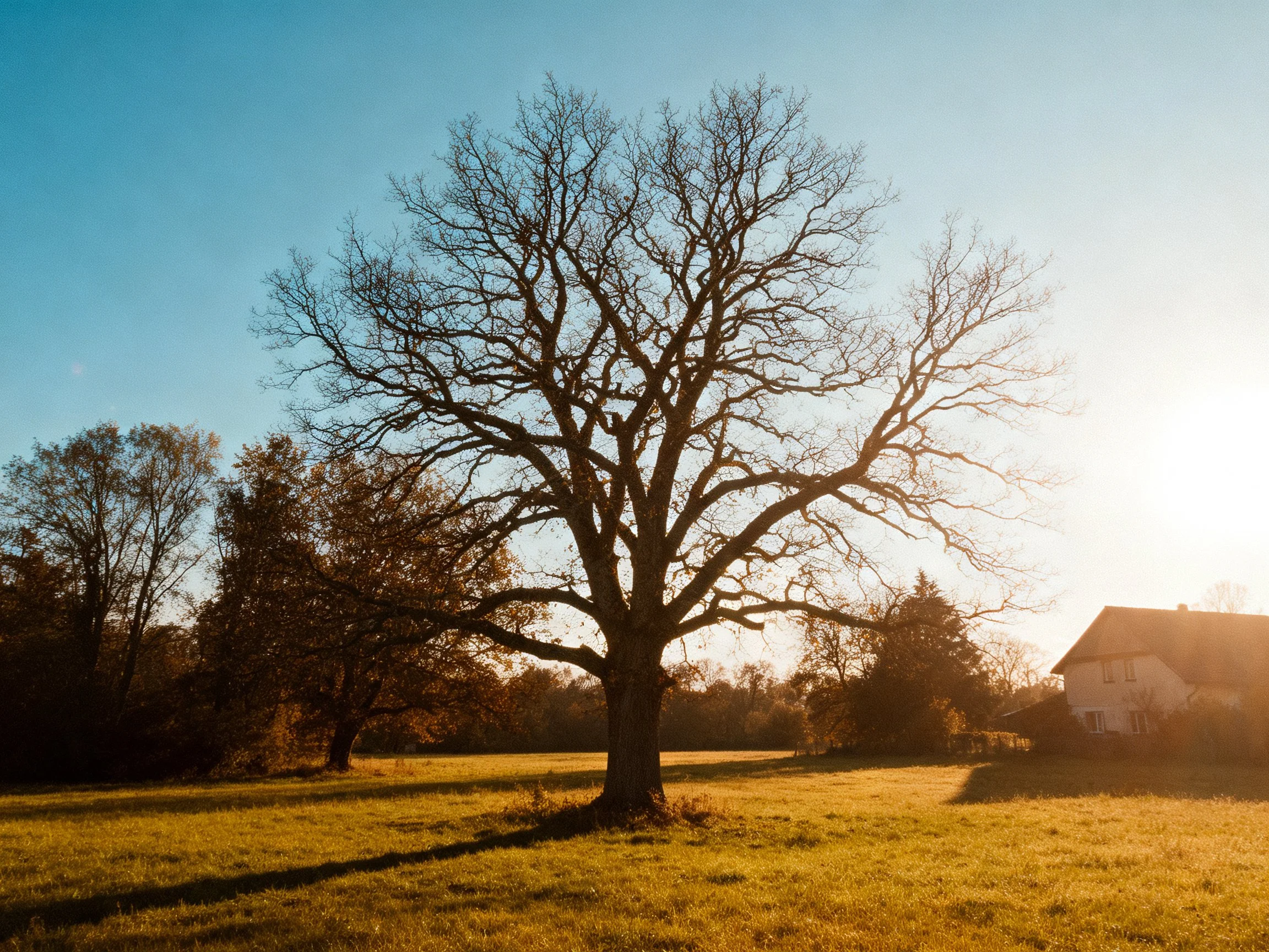 A large bare tree stands in a golden field near a white house