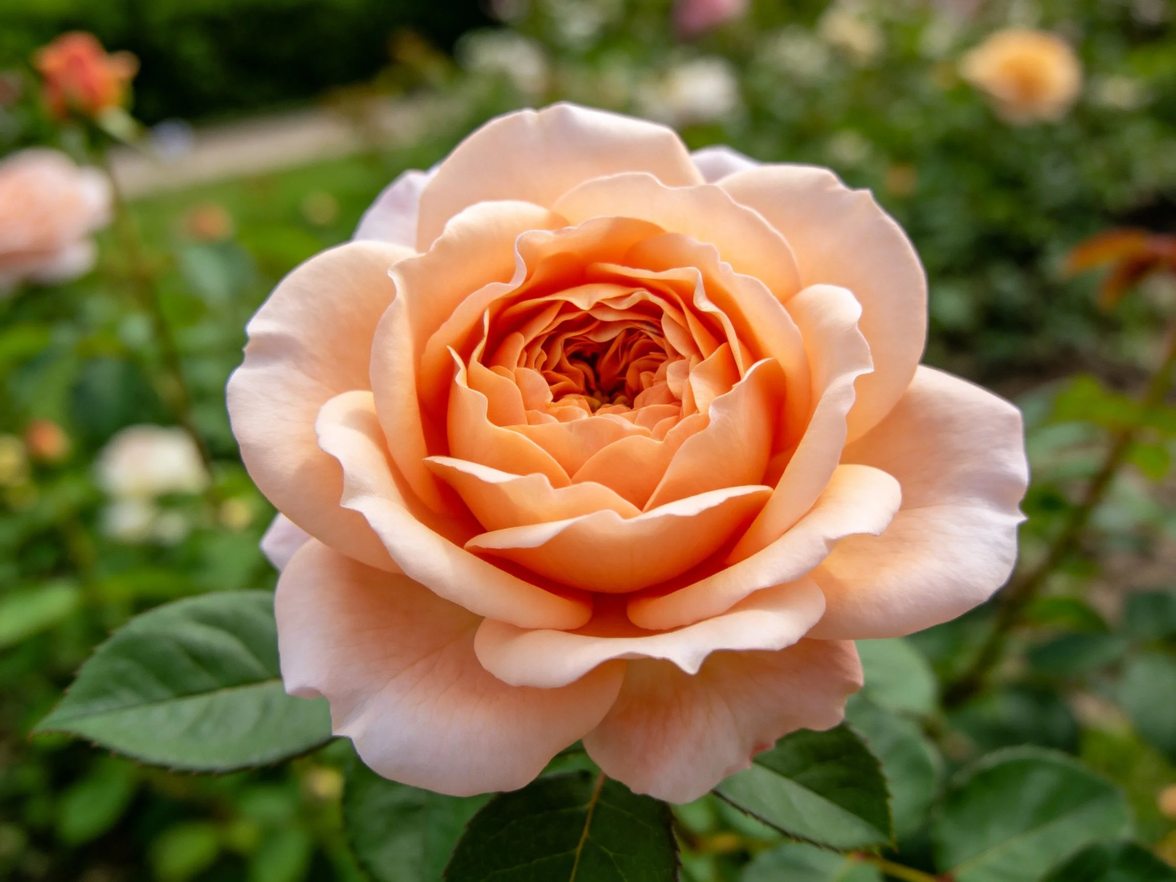 A large peach-colored rose blooms with layered petals in a garden