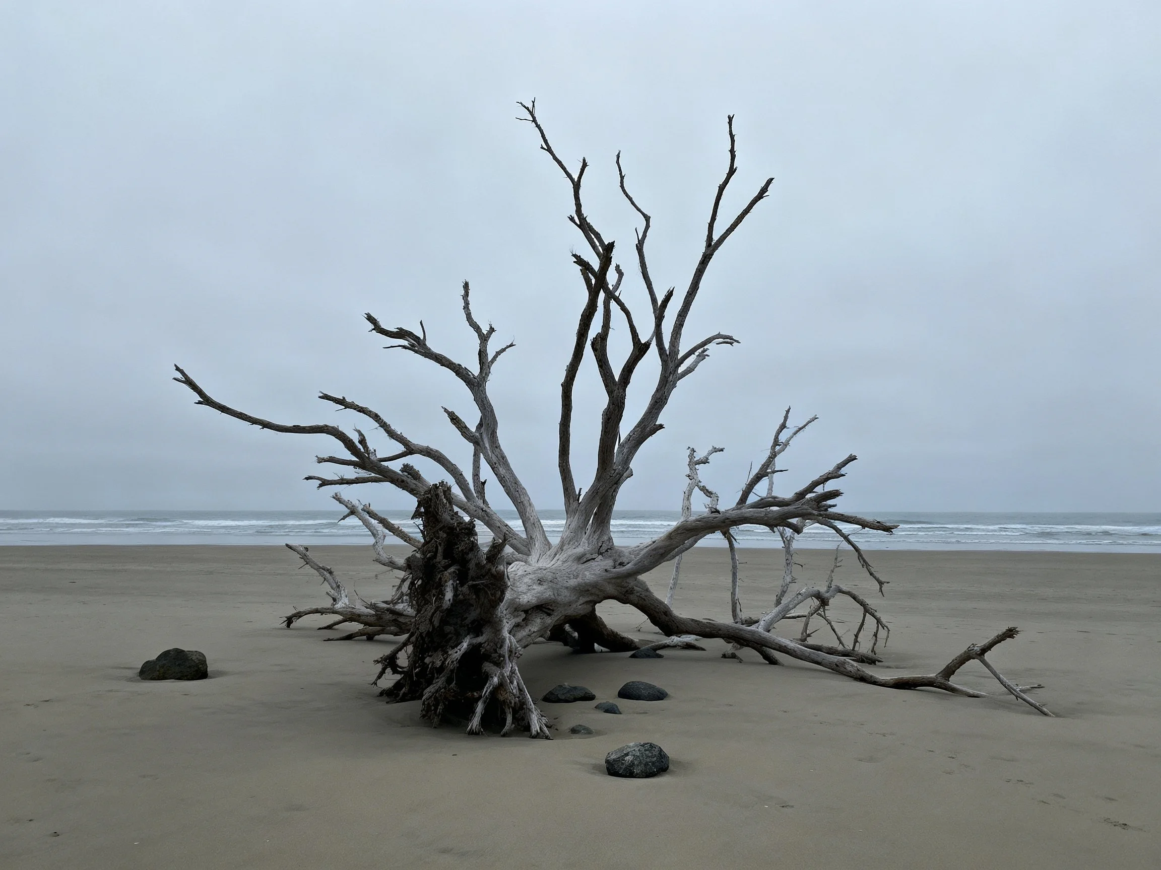 A large, weathered driftwood tree lies on an empty sandy beach