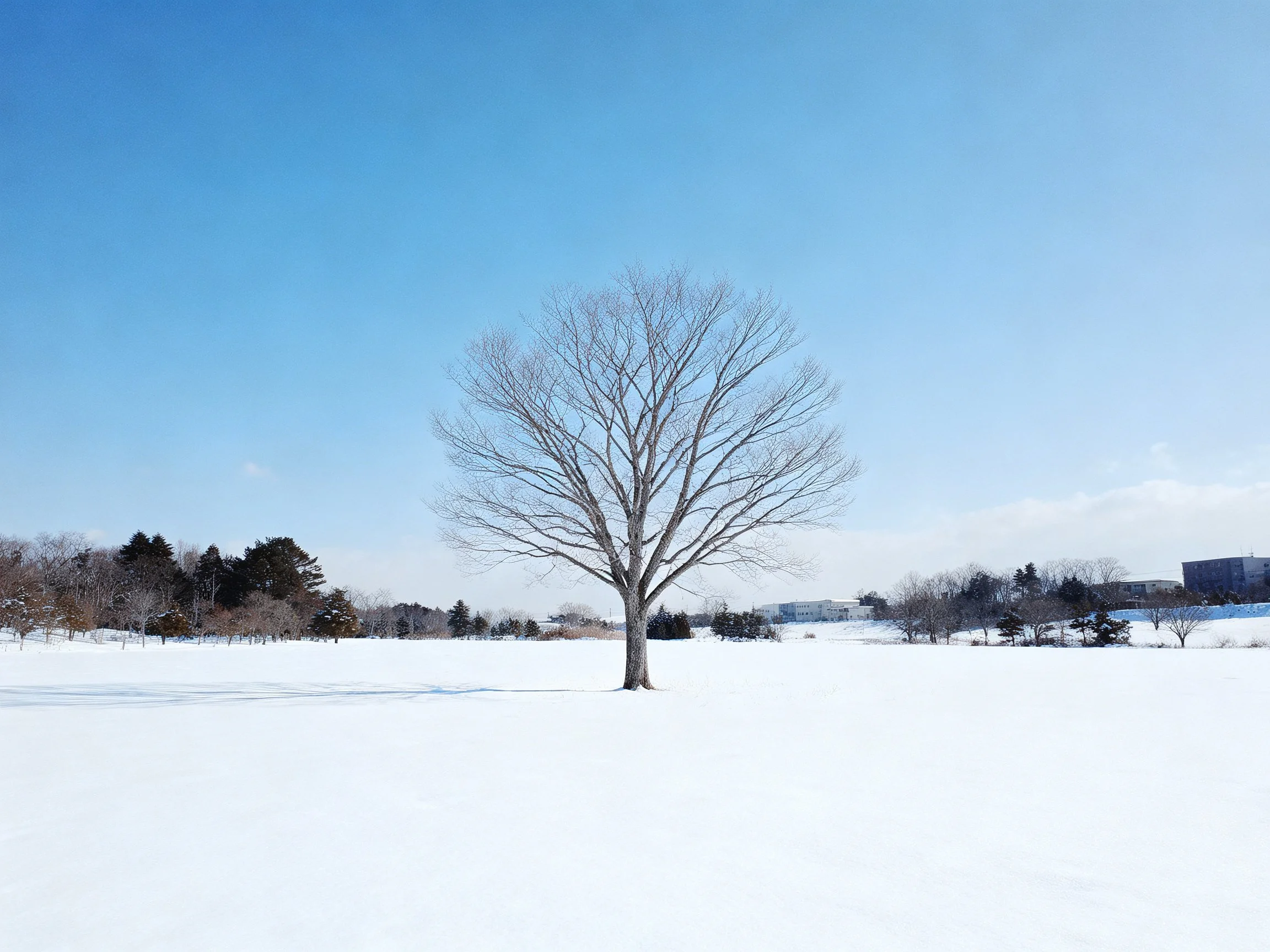 A lone bare tree in a vast snowy field under clear blue sky