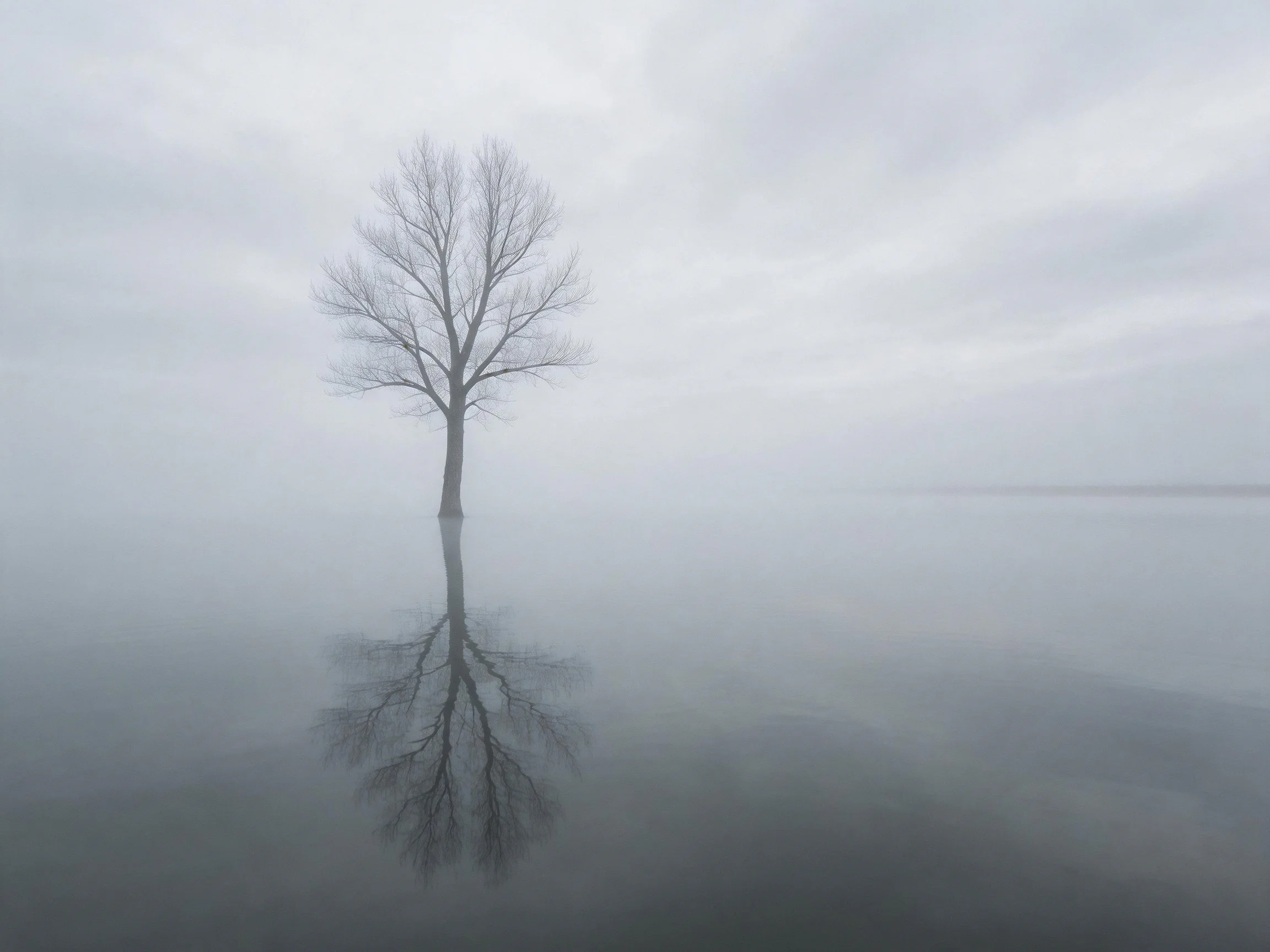 A lone bare tree reflected in foggy still water
