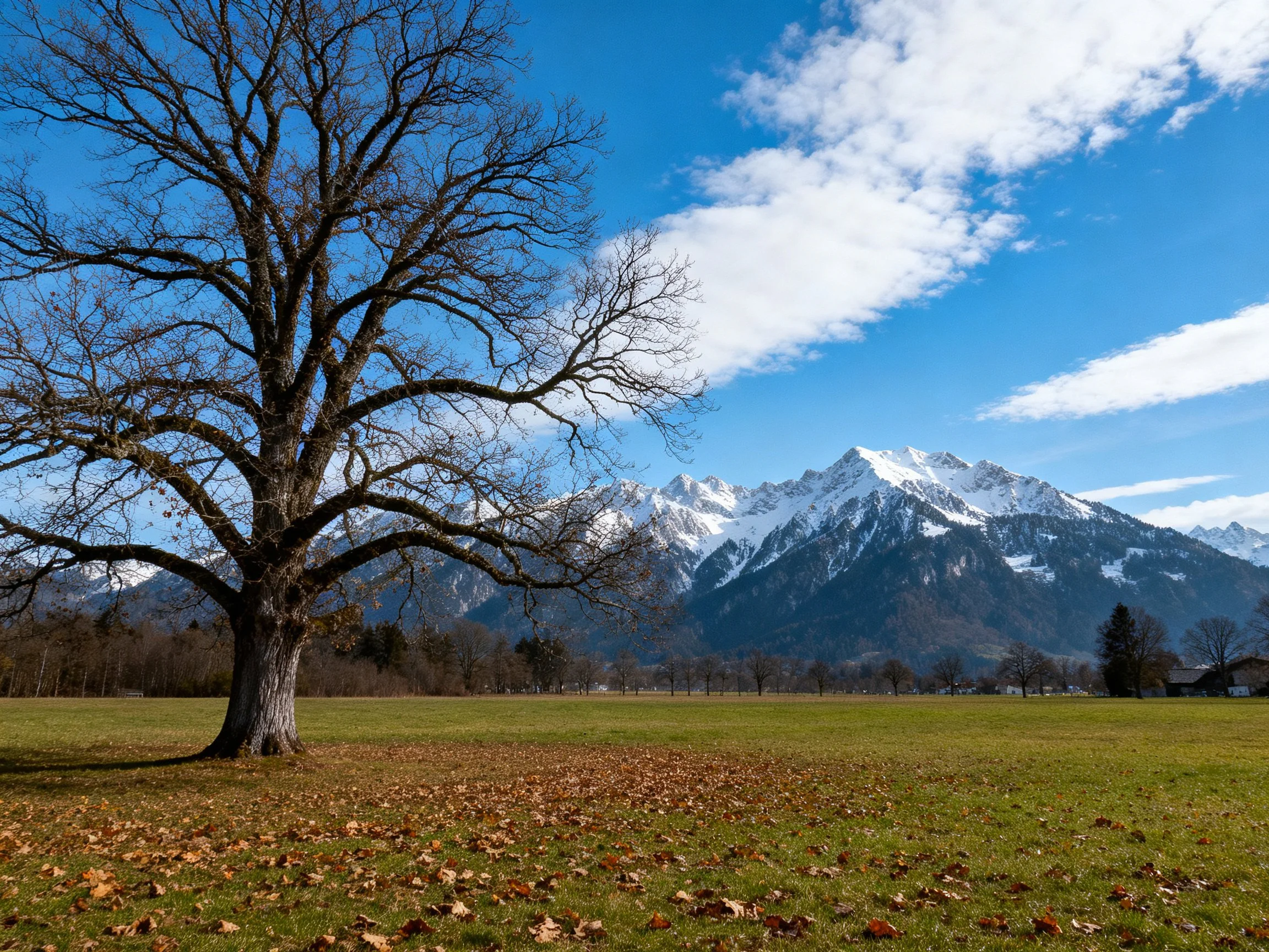A lone bare tree stands before snow - capped mountains under bright blue skies
