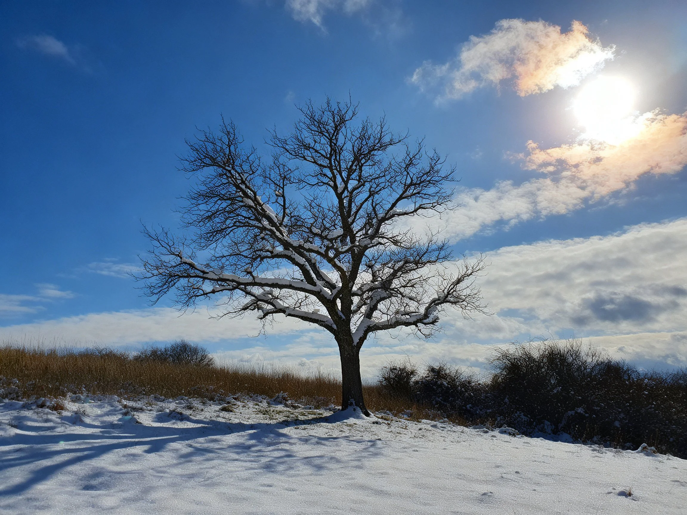 A lone bare tree stands in snowy field under bright blue sky