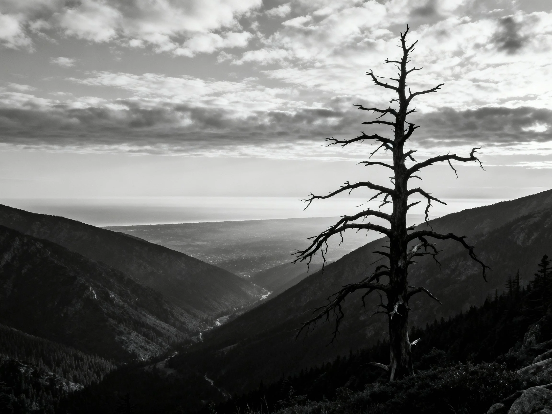 A lone dead tree overlooks a mountain valley landscape