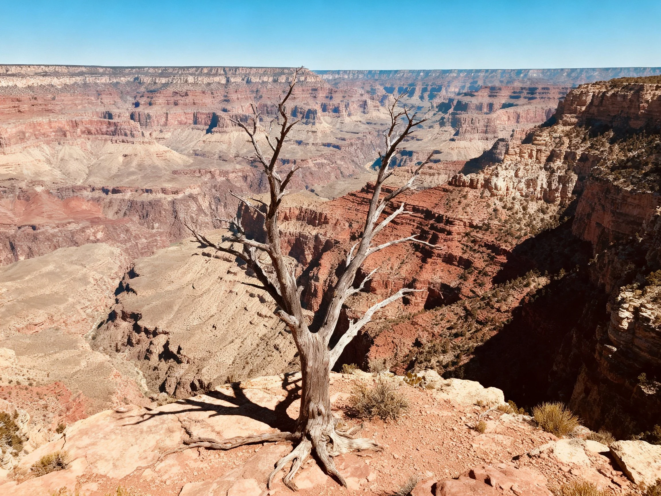 A lone gnarled tree atop a vast red-rock canyon