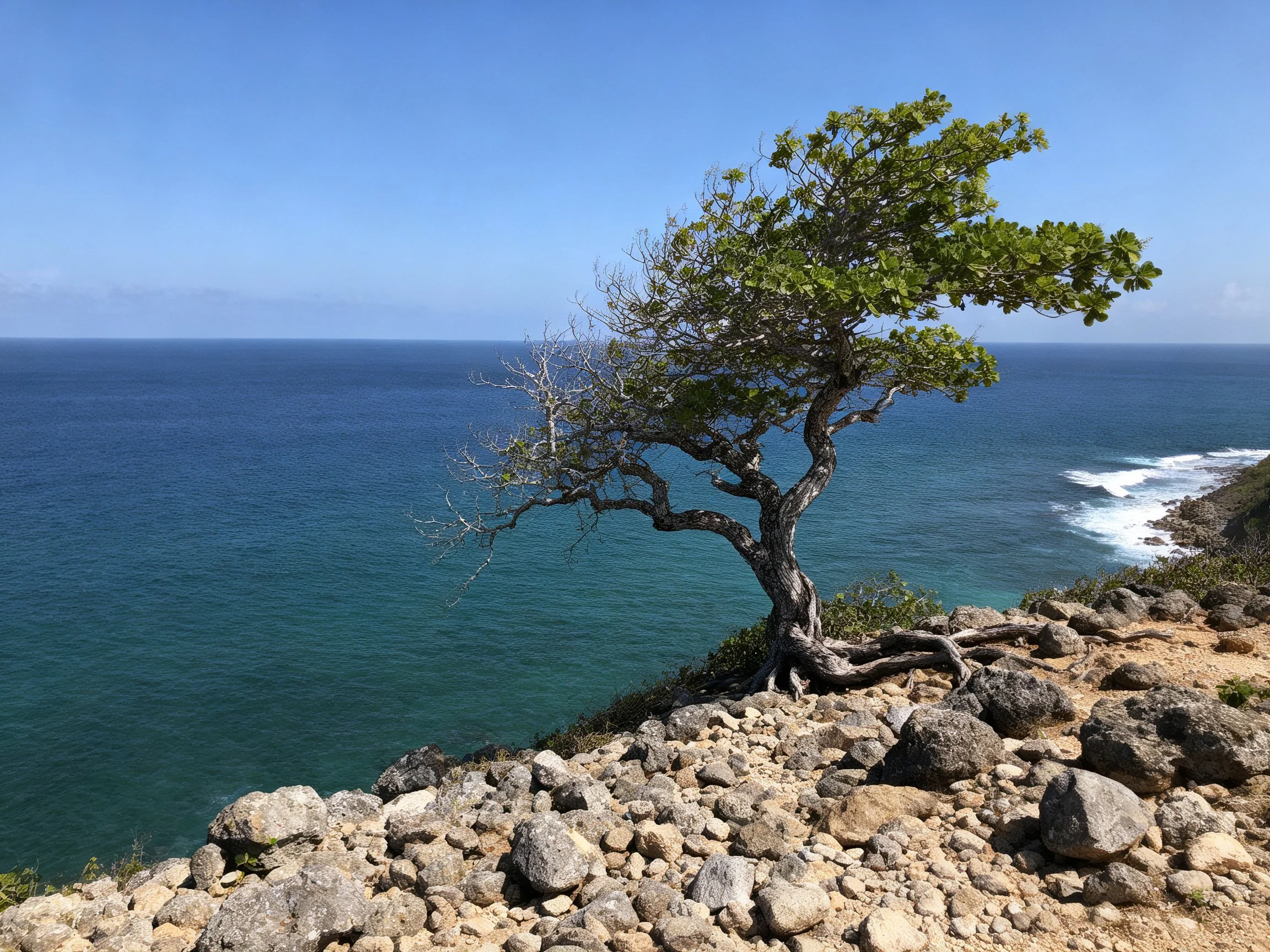 A lone gnarled tree on rocky cliffside beside vast blue ocean