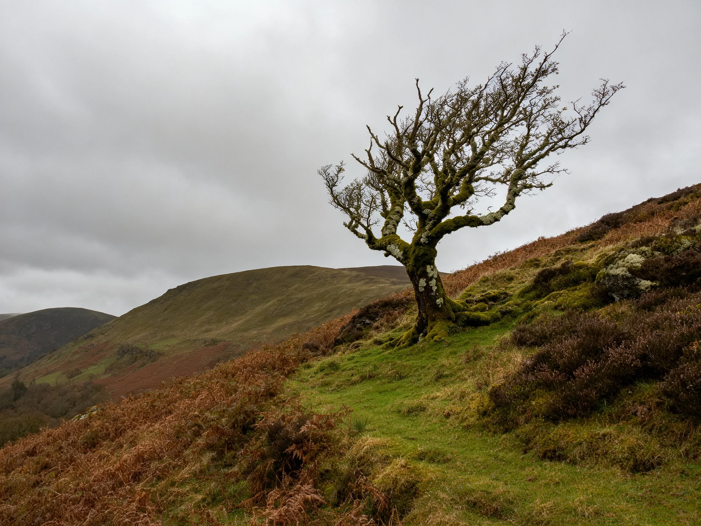 A lone gnarled tree stands on a moss-covered hillside under gray skies