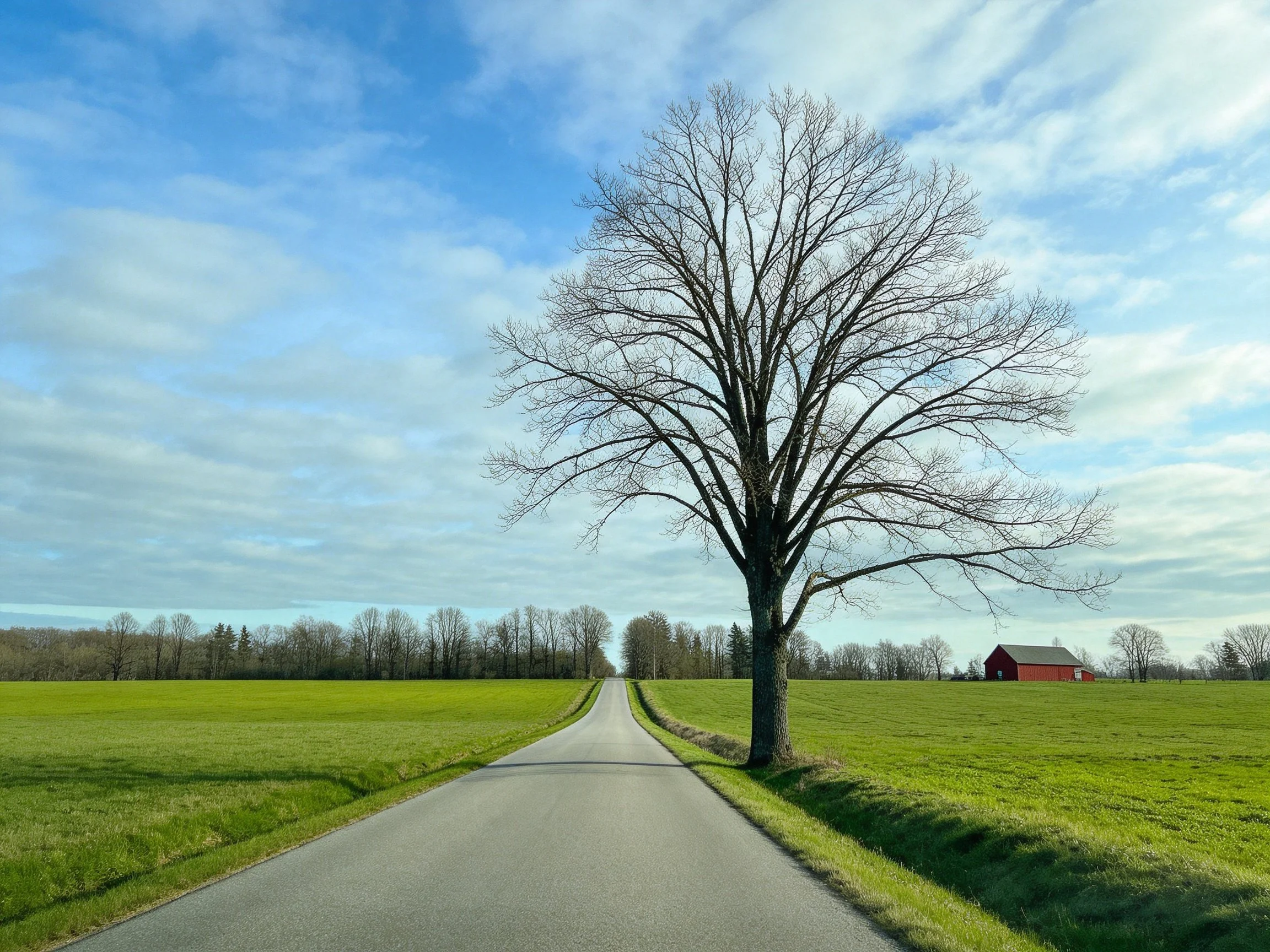 A lone leafless tree beside a road through green fields