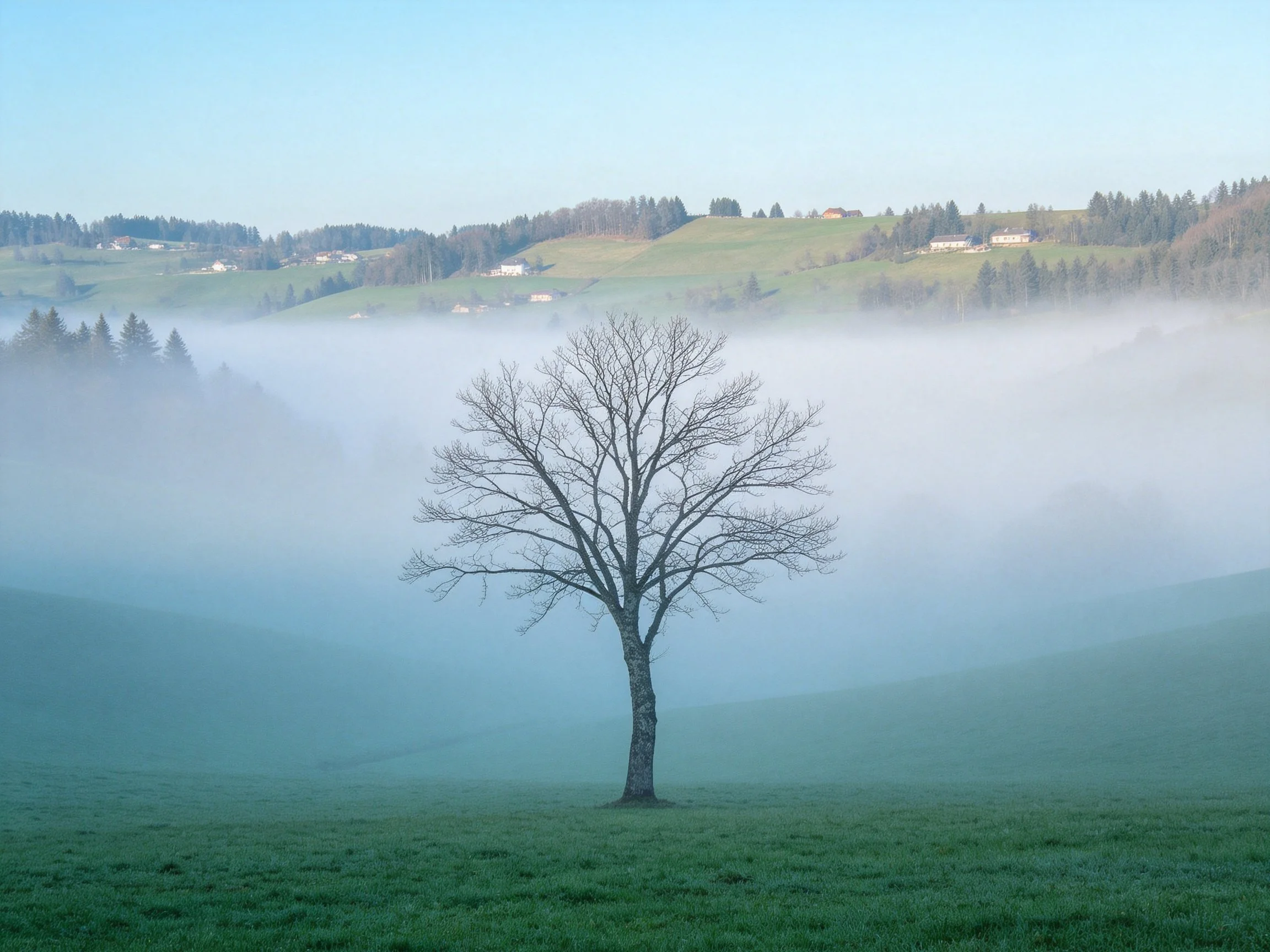 A lone leafless tree stands in a misty green meadow with distant hills