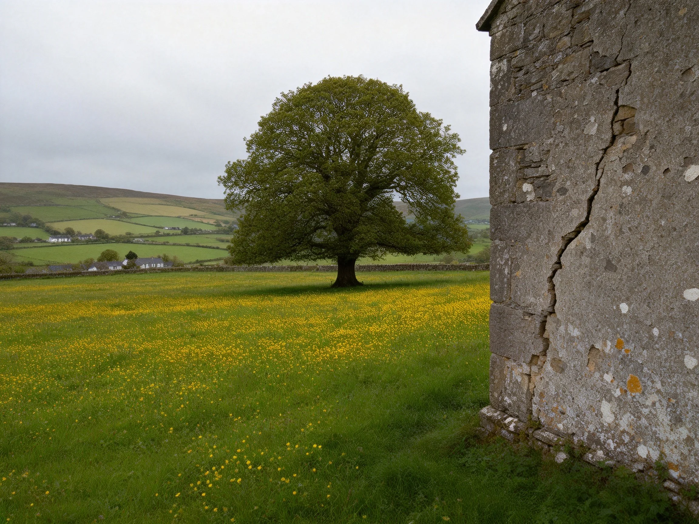 A lone oak tree stands amid a yellow-flowered meadow near an ancient stone structure