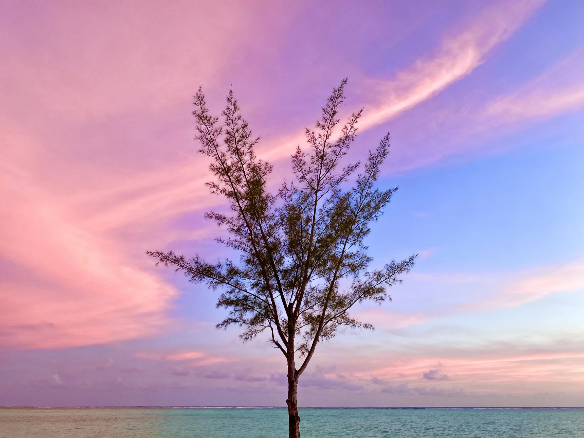 A lone tree amid a vibrant pastel sky over calm waters