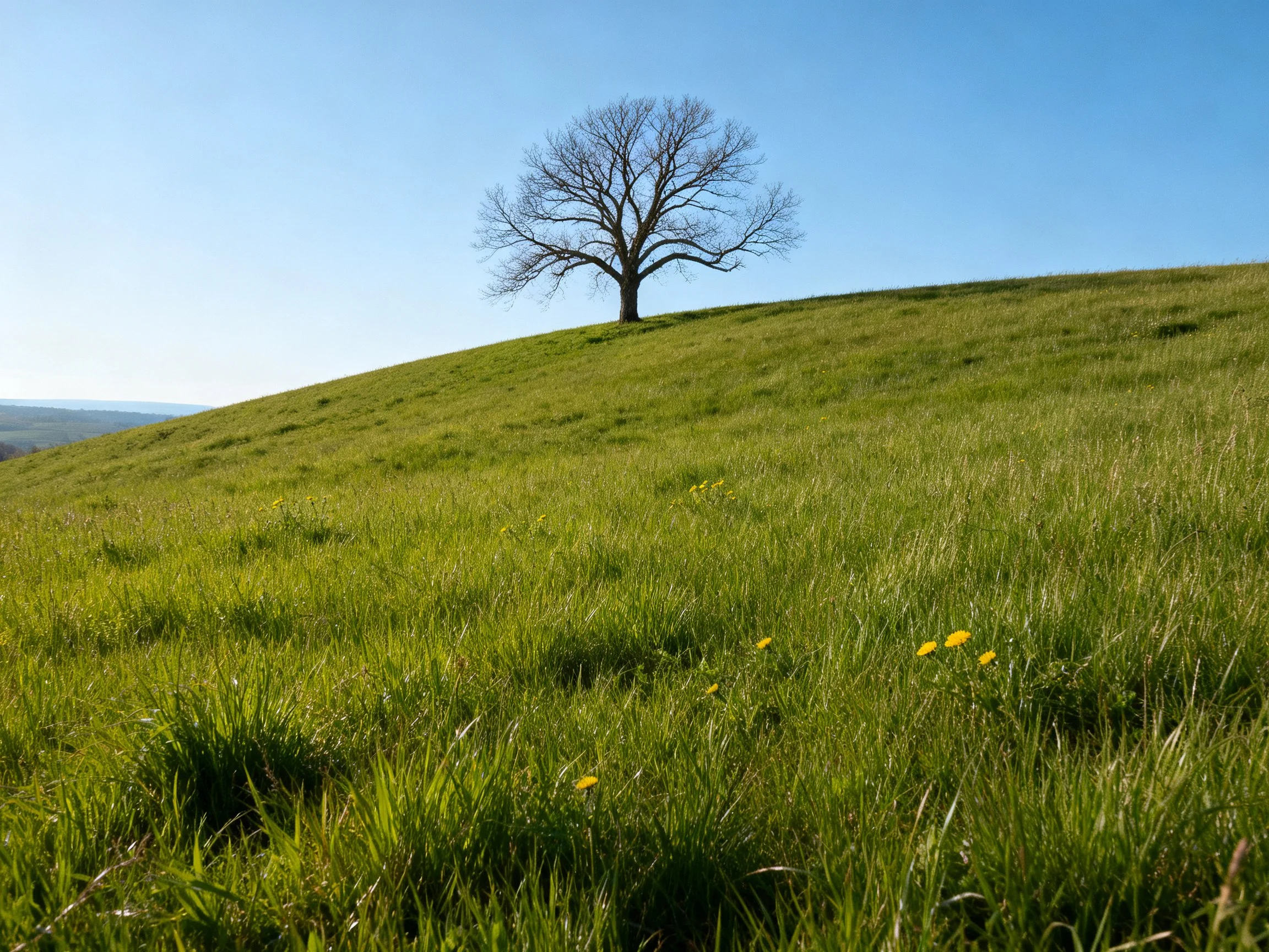 A lone tree atop a lush green hillside under bright blue sky