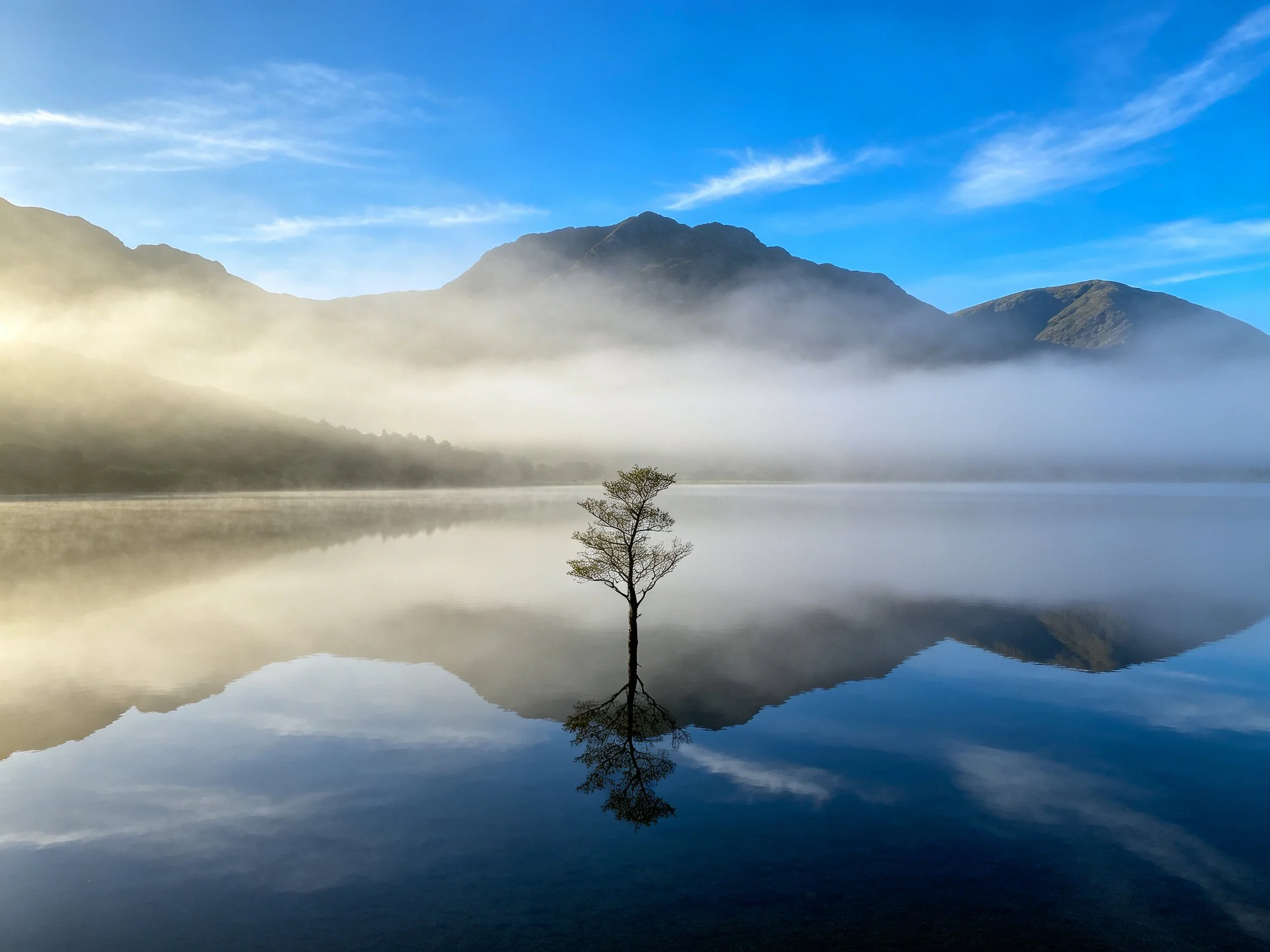 A lone tree reflects in calm lake waters amid misty mountains