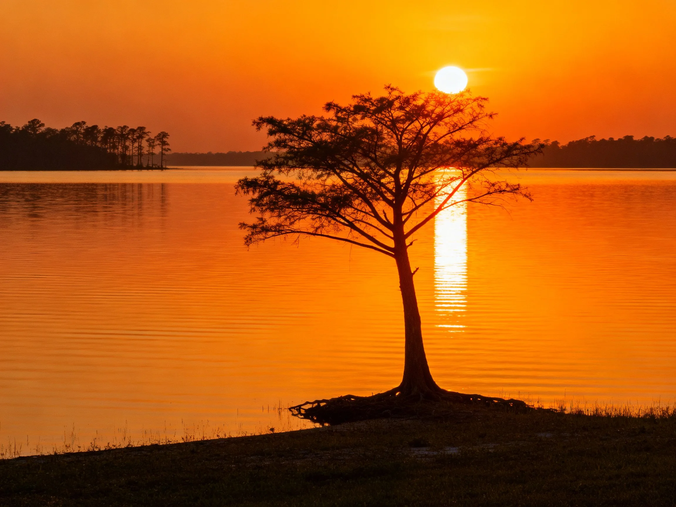 A lone tree silhouetted against an orange sunset by calm waters