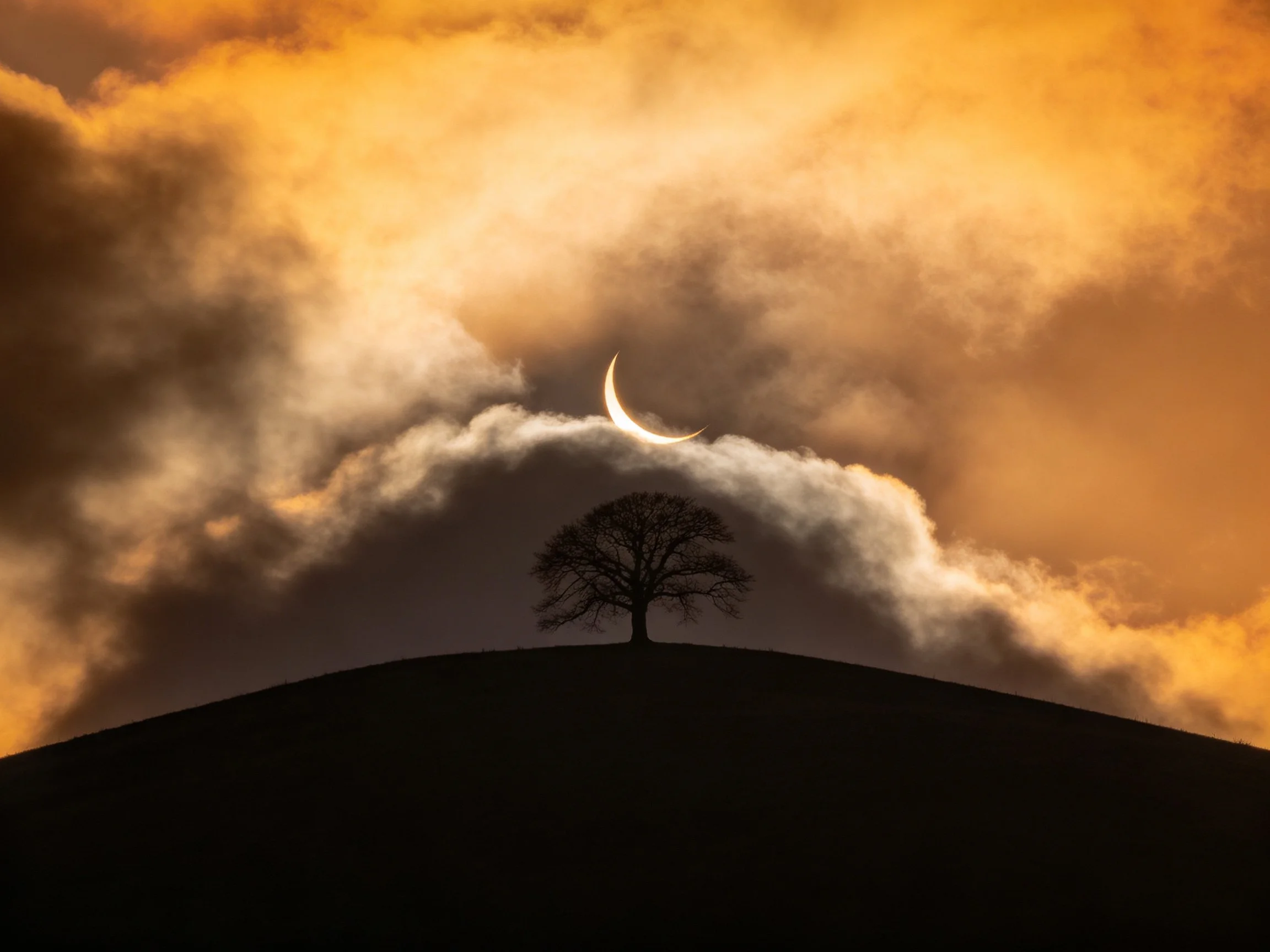 A lone tree silhouetted against golden-hued cloudy sky with crescent moon