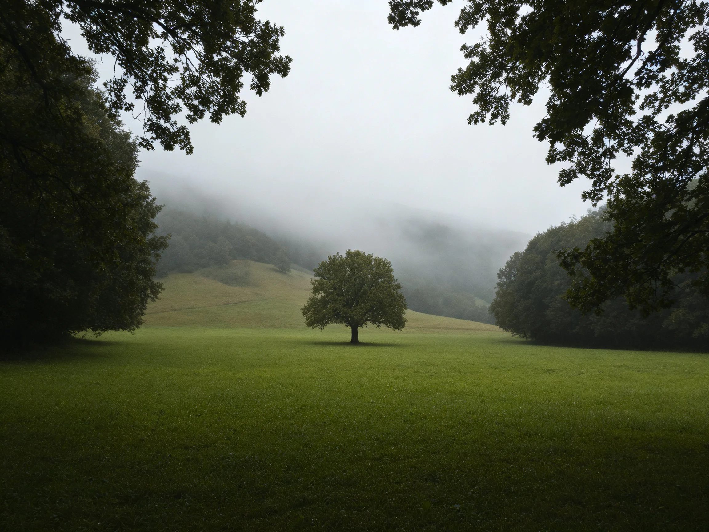 A lone tree stands ina foggy green meadow with forest surroundings.