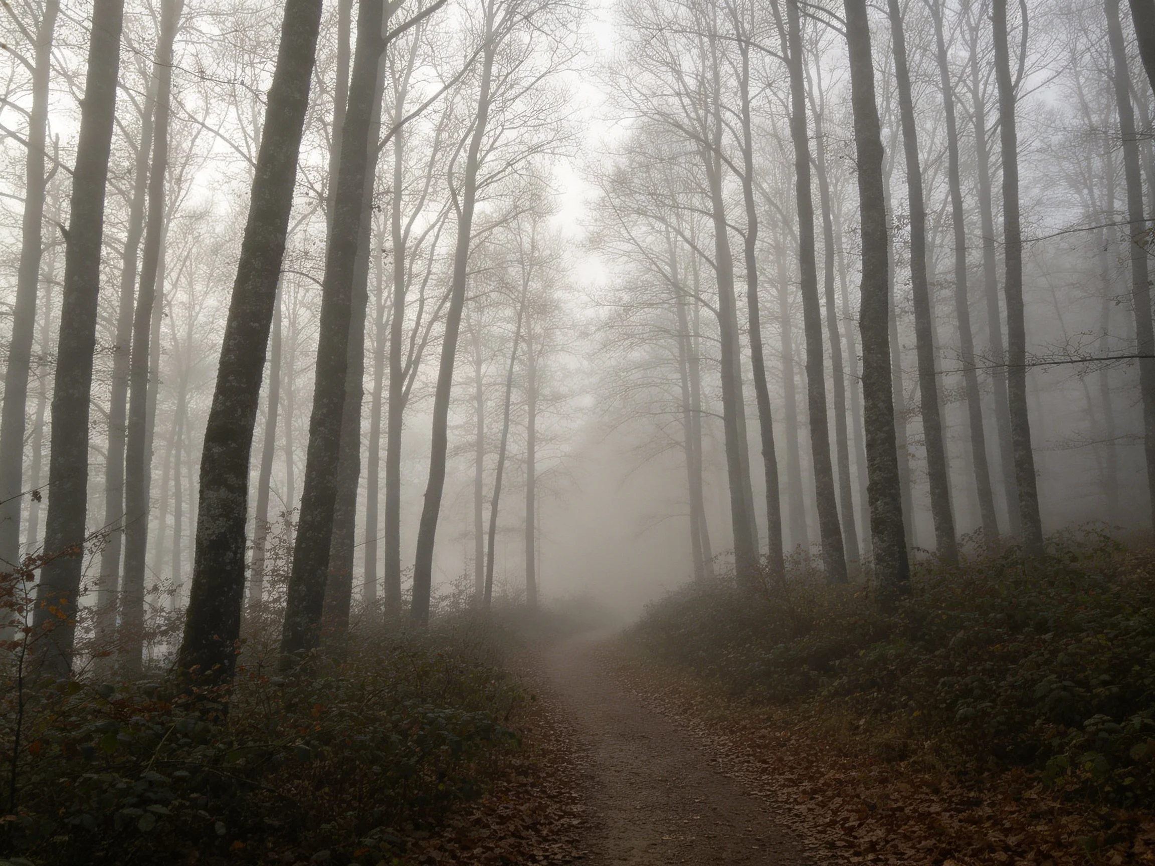 A mist-shrouded forest path winds between tall leafless trees