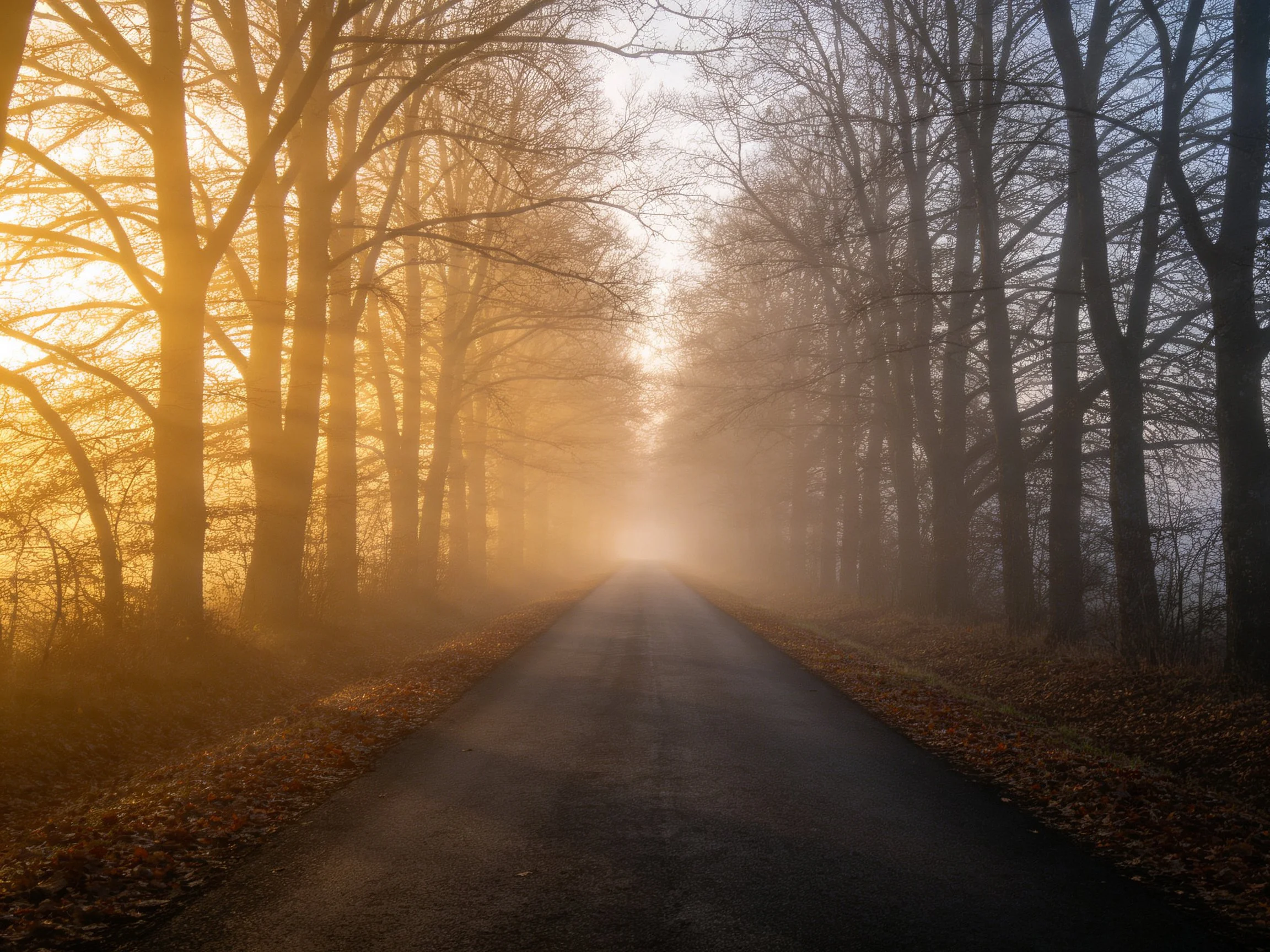 A misty forest path illuminated by golden morning light