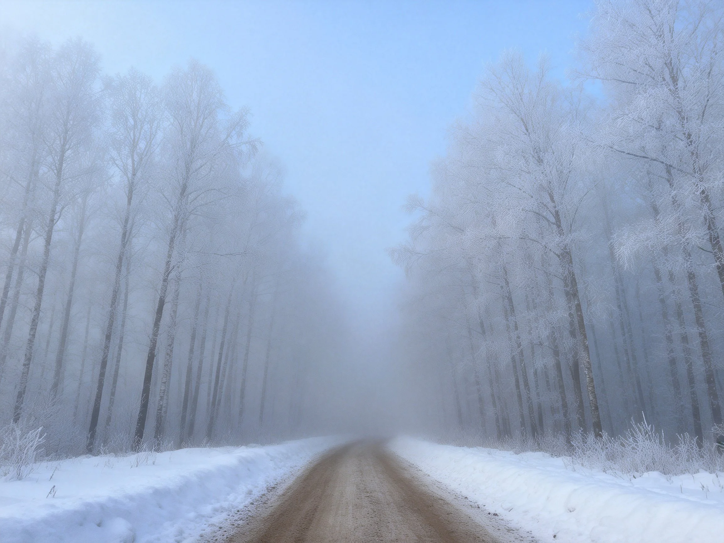 A misty winter landscape has a dirt road bordered by frost-laden trees