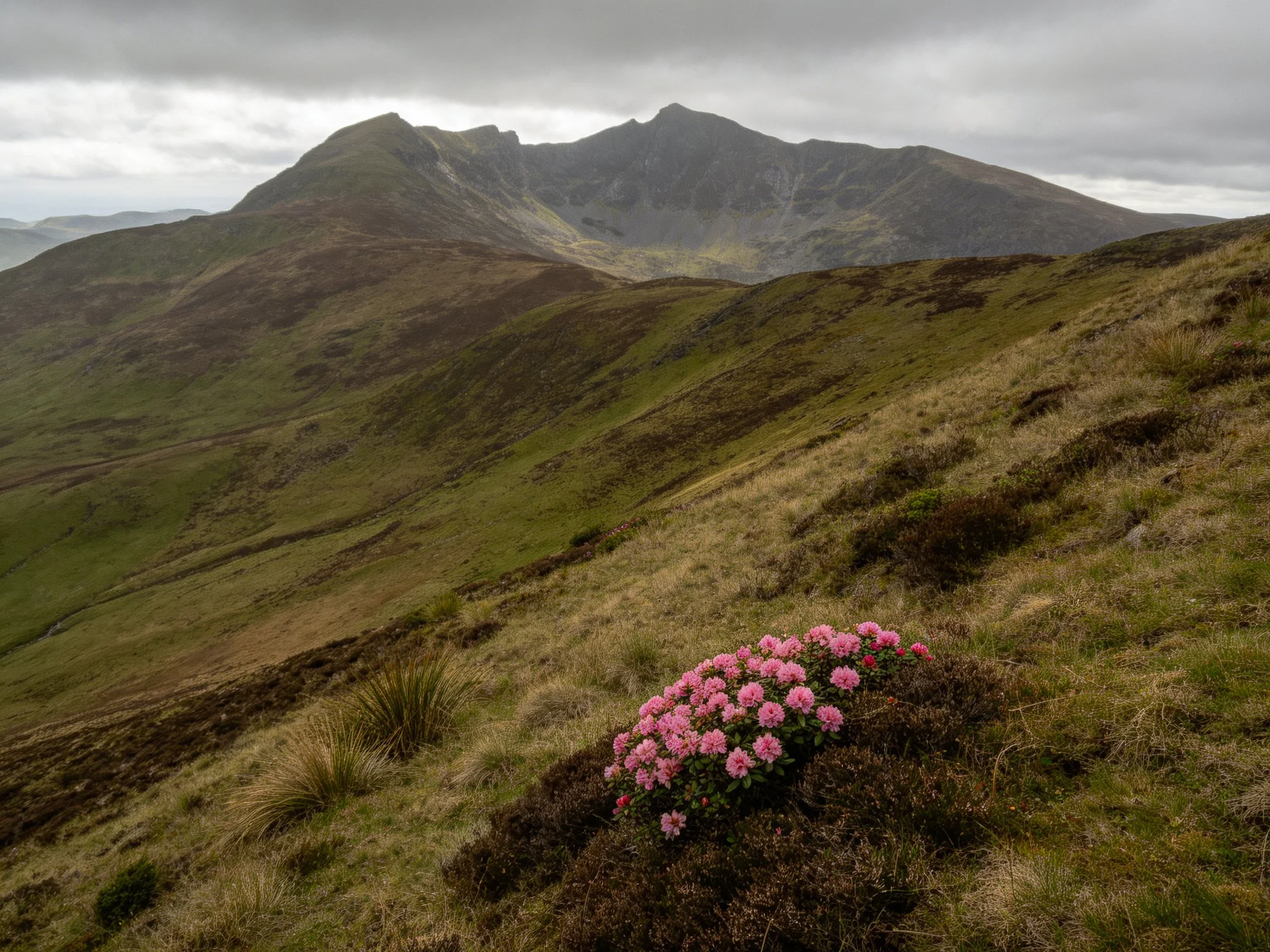 A moorland landscape with pink flowering bushes and distant mountains