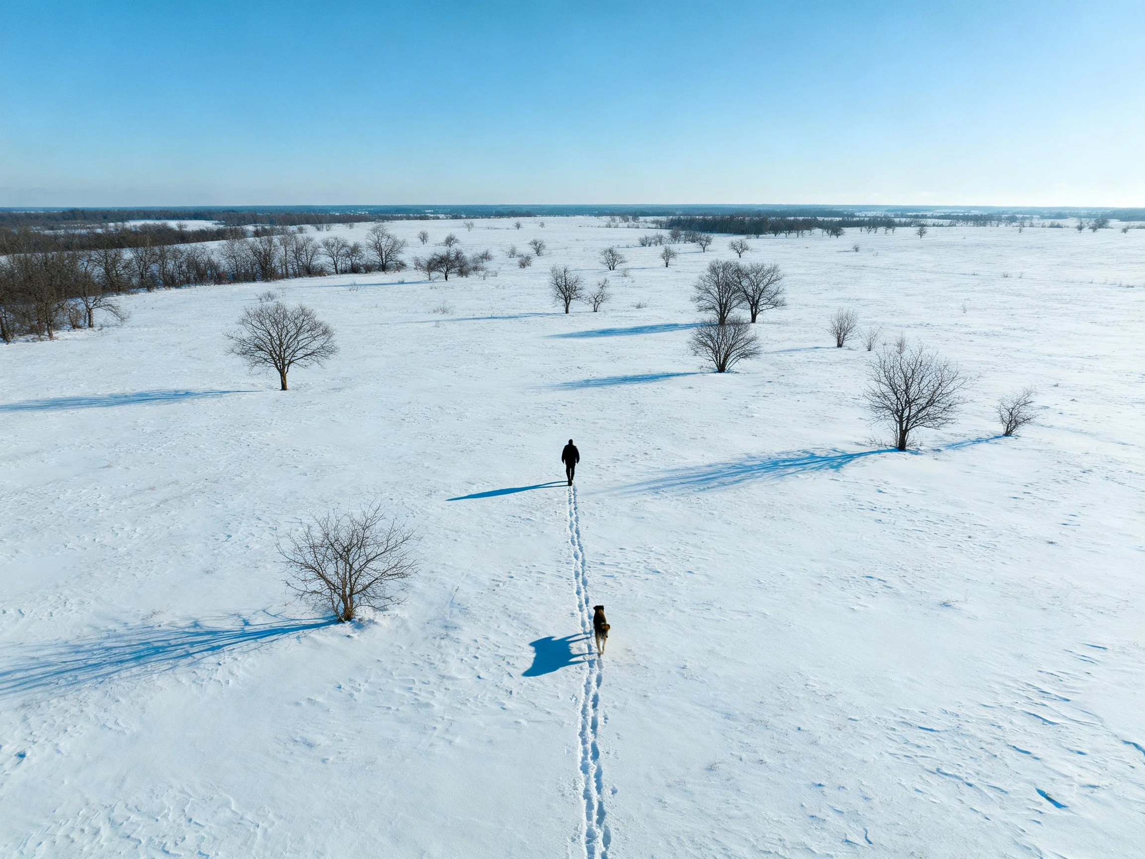 A person and dog walk through a snowy field with scattered bare trees