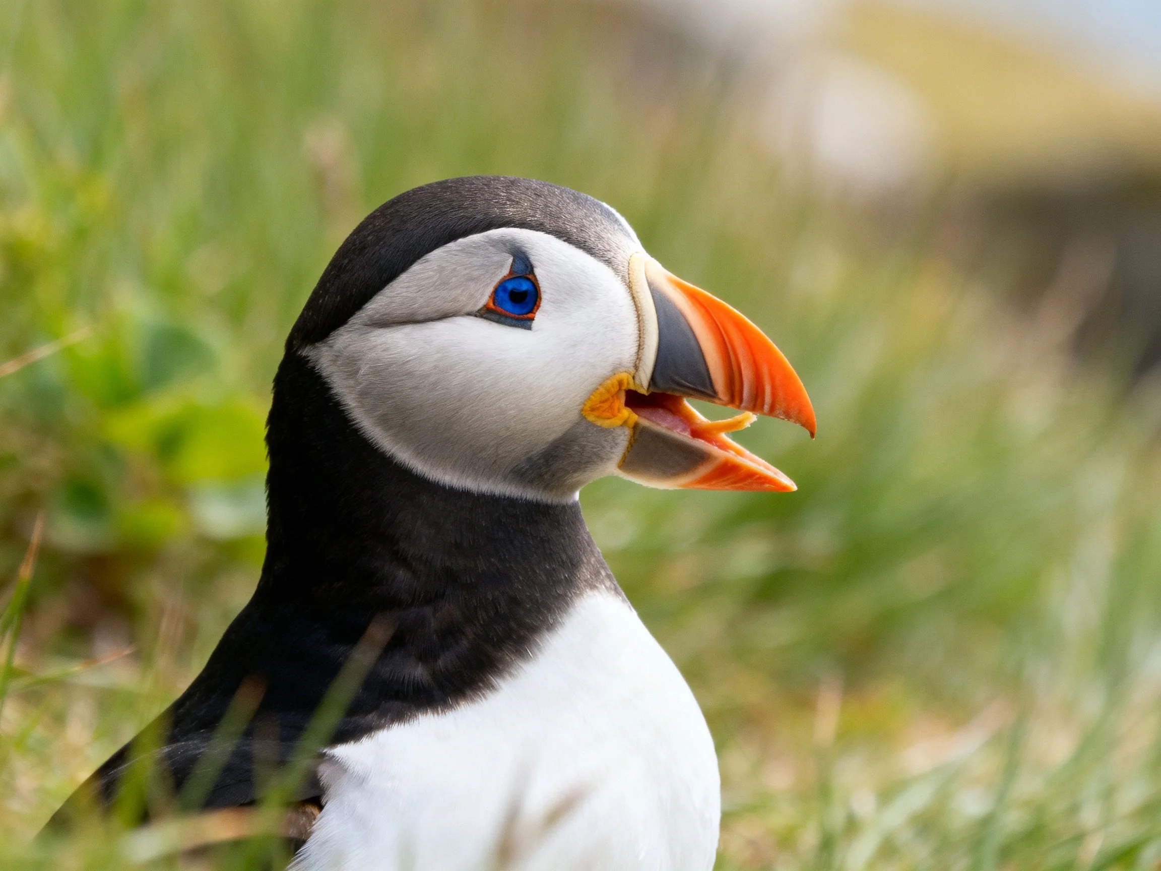 A puffin with black, white plumage and bright orange beak in greenery
