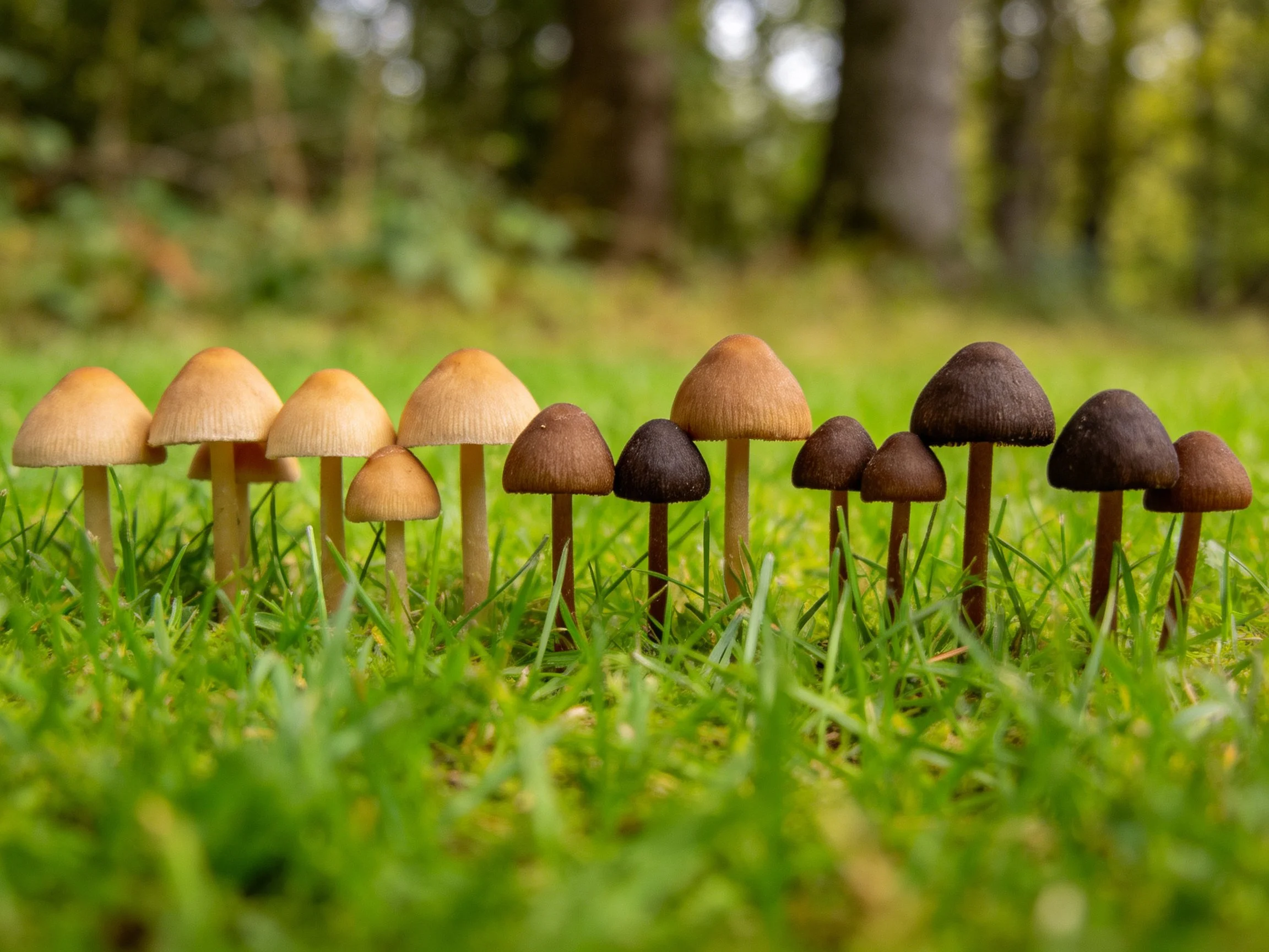 A row of mushrooms in varied brown and tan hues grows among lush green grass
