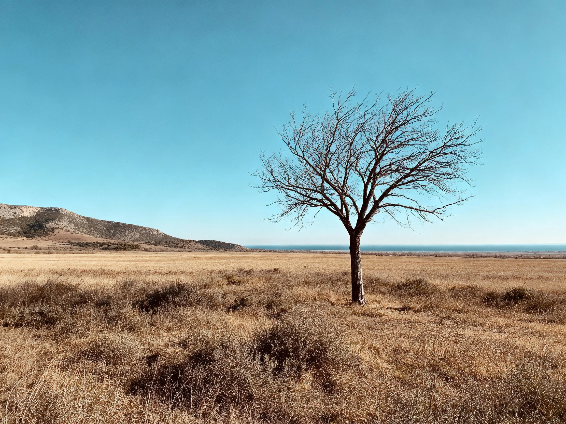 A single leafless tree in a vast dry field