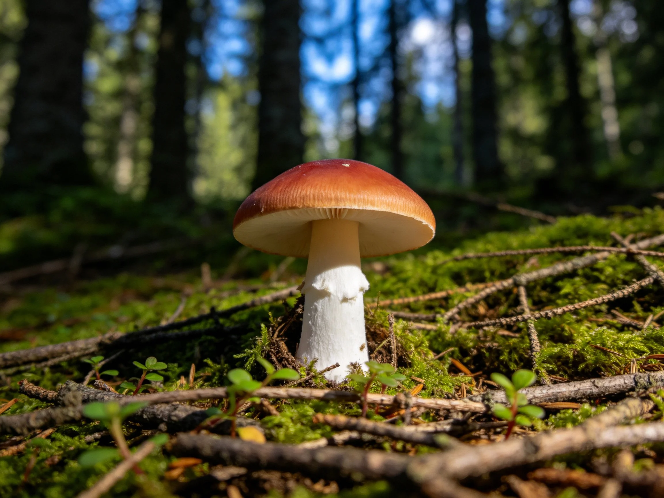 A single reddish-brown capped mushroom in mossy forest terrain