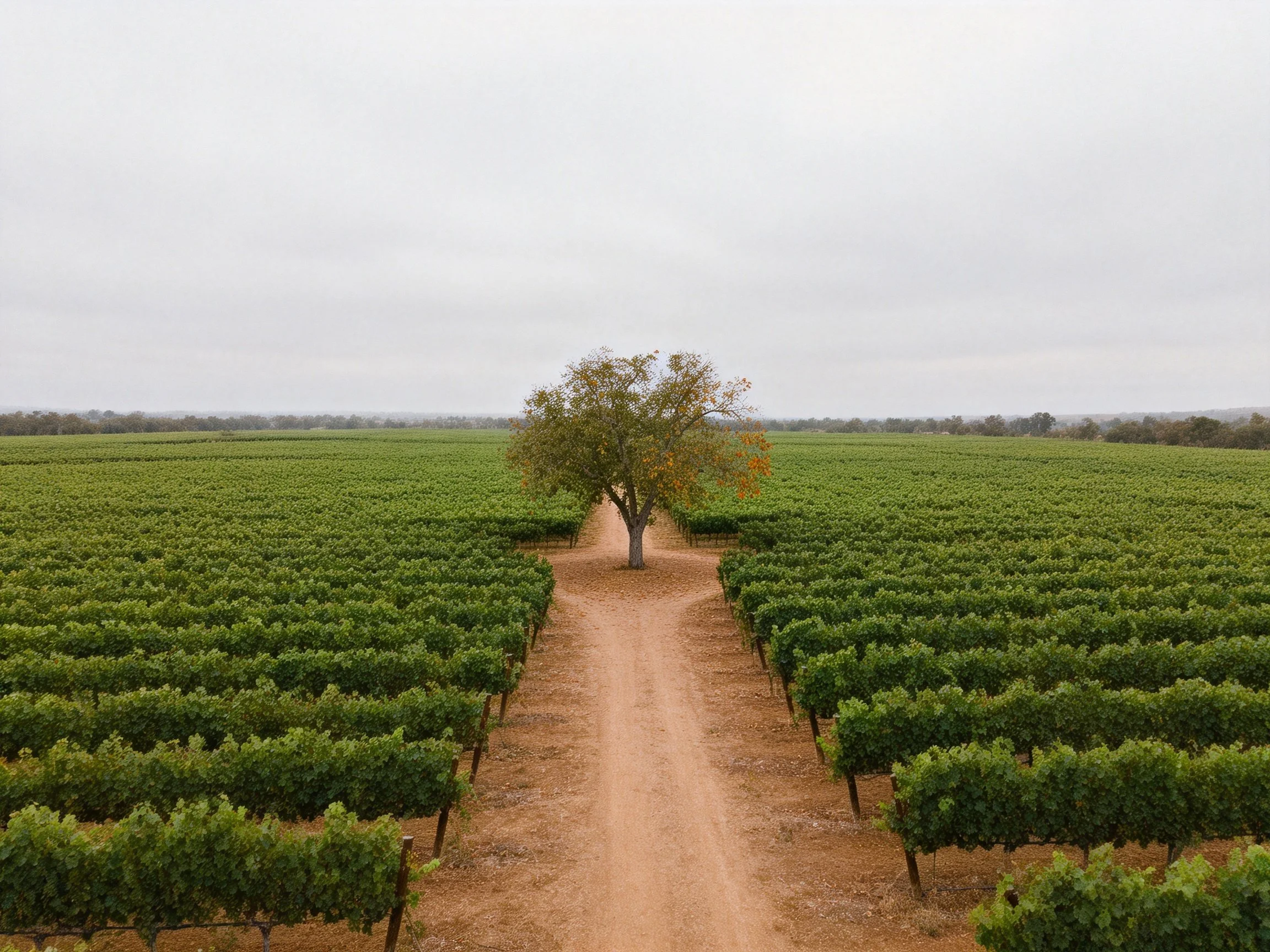 A single tree centered in vast green vineyard fields under an overcast sky