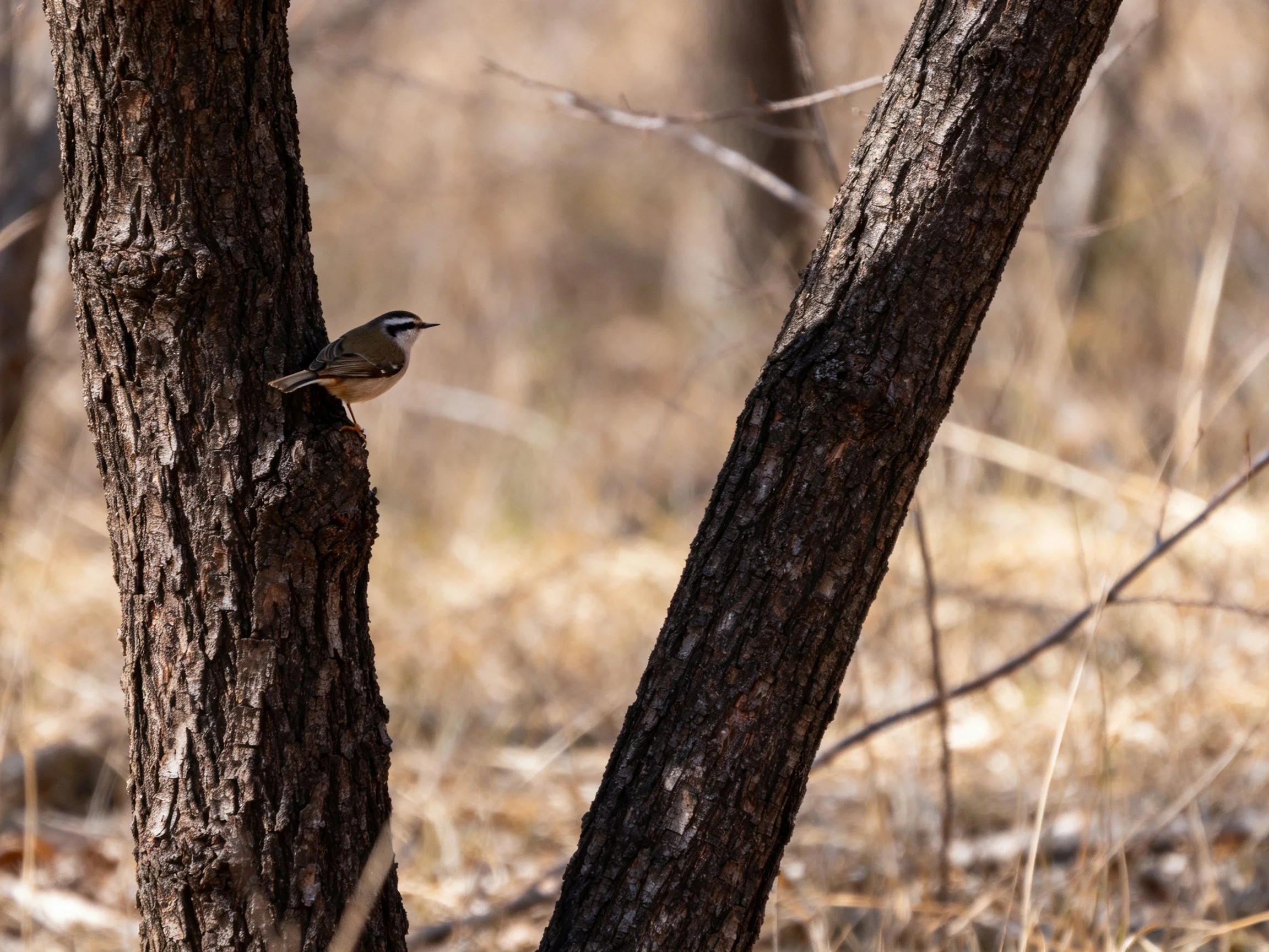 A small brown bird perched on dark tree trunks in a dry forest