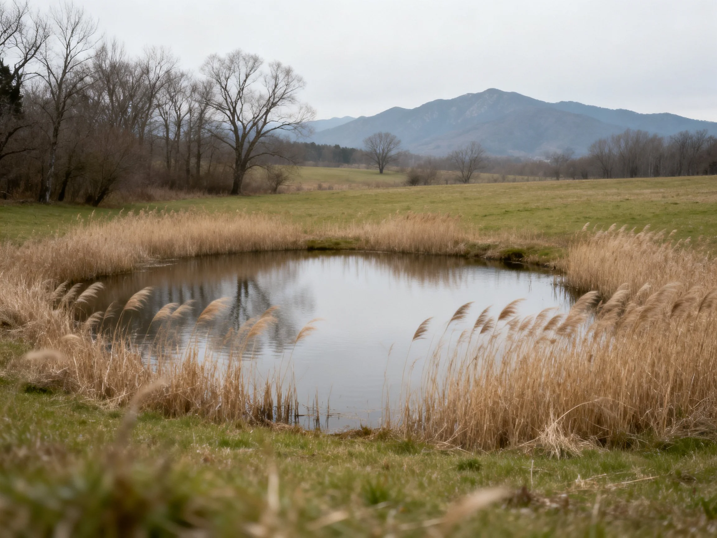 A small pond with golden reeds near bare trees and misty mountains