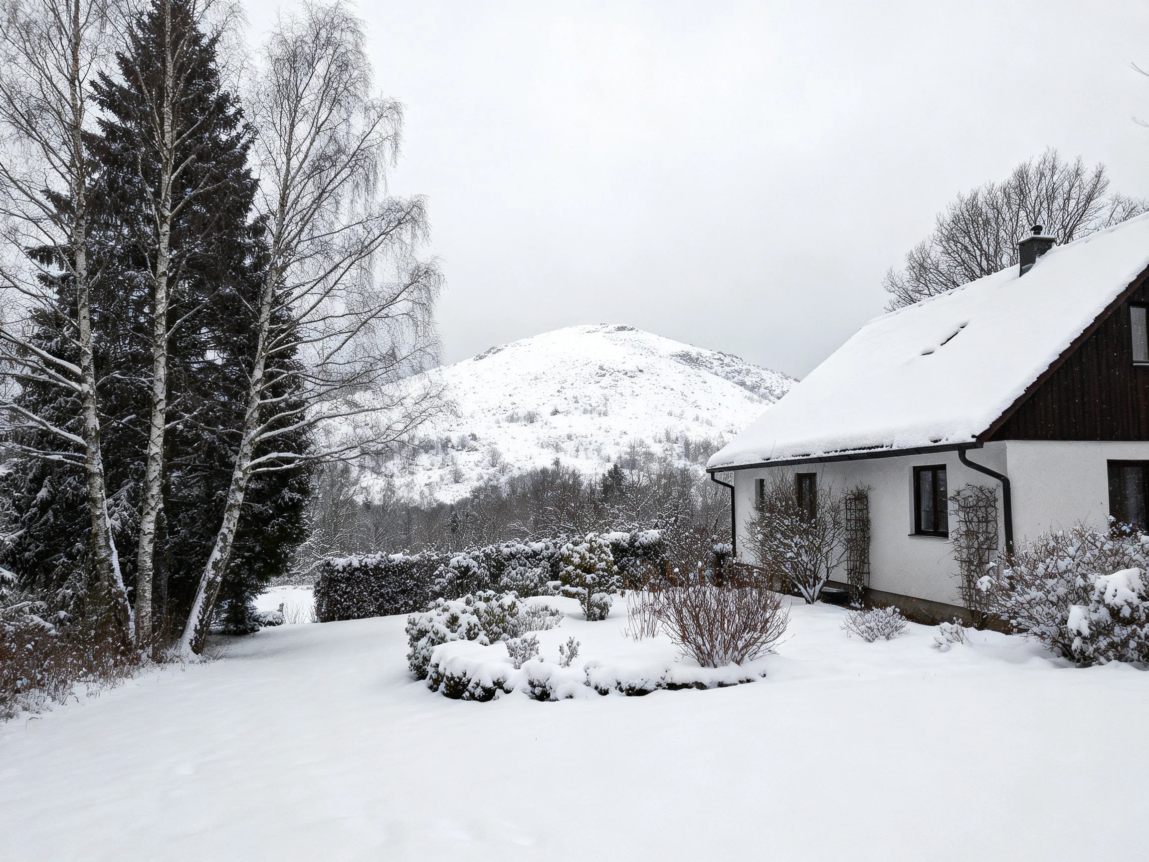 A snow - covered cottage near tall evergreen and birch trees with a snowy hill