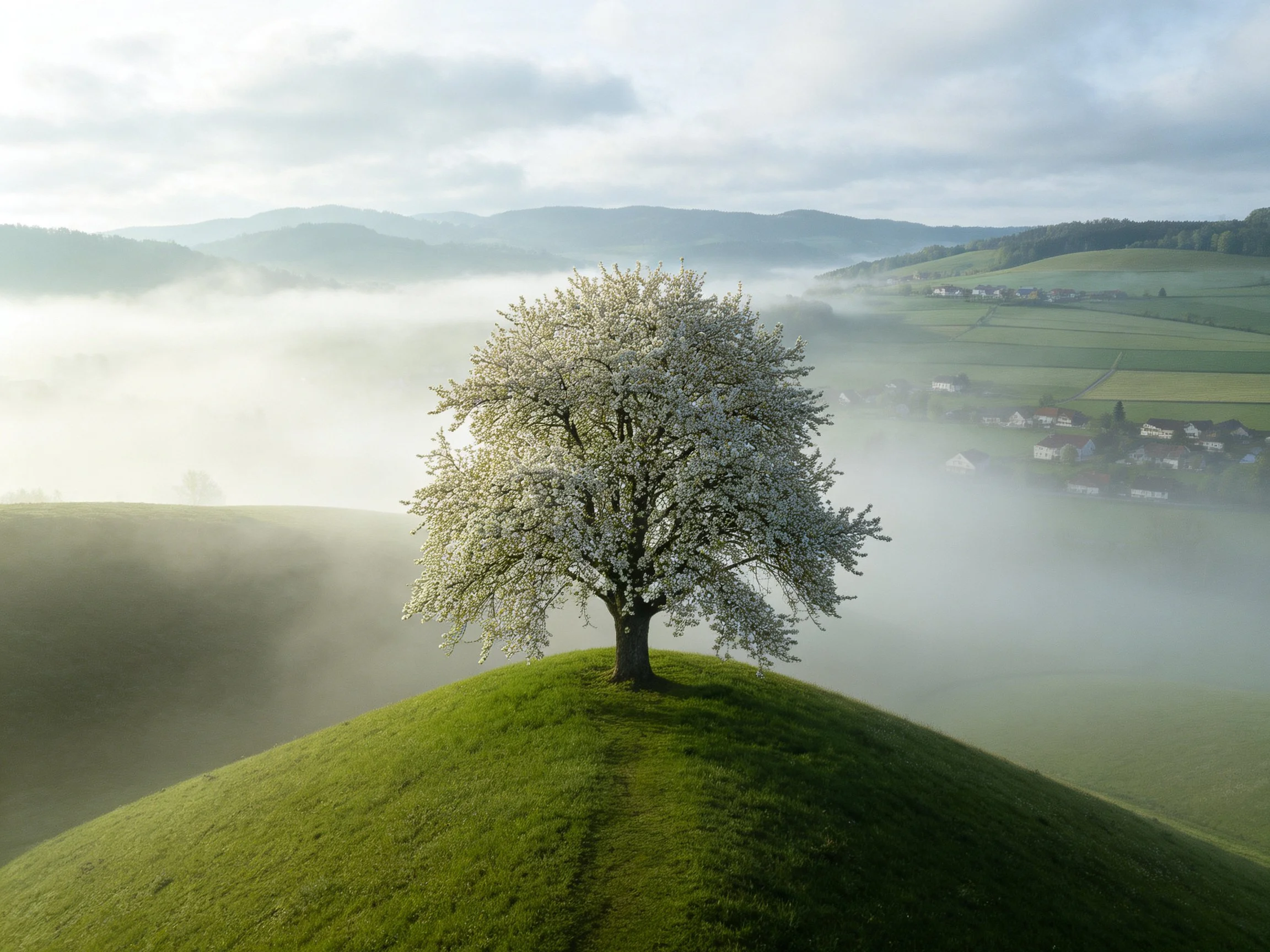 A solitary flowering tree stands on a verdant hill amid morning fog.