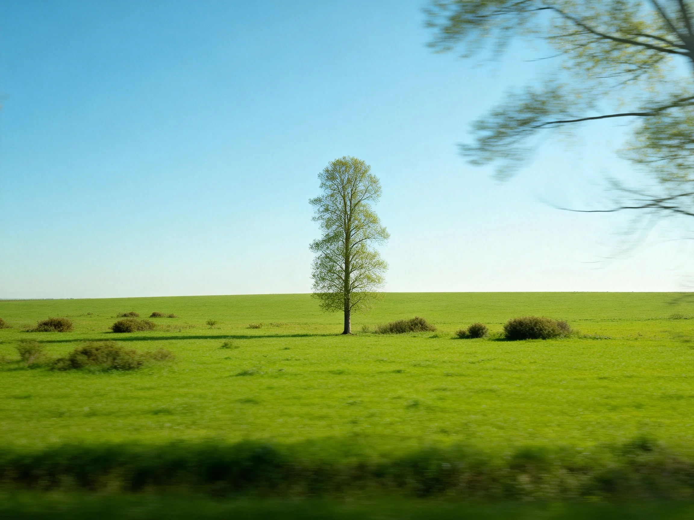 A solitary tree rises in a vast green meadow under clear blue sky