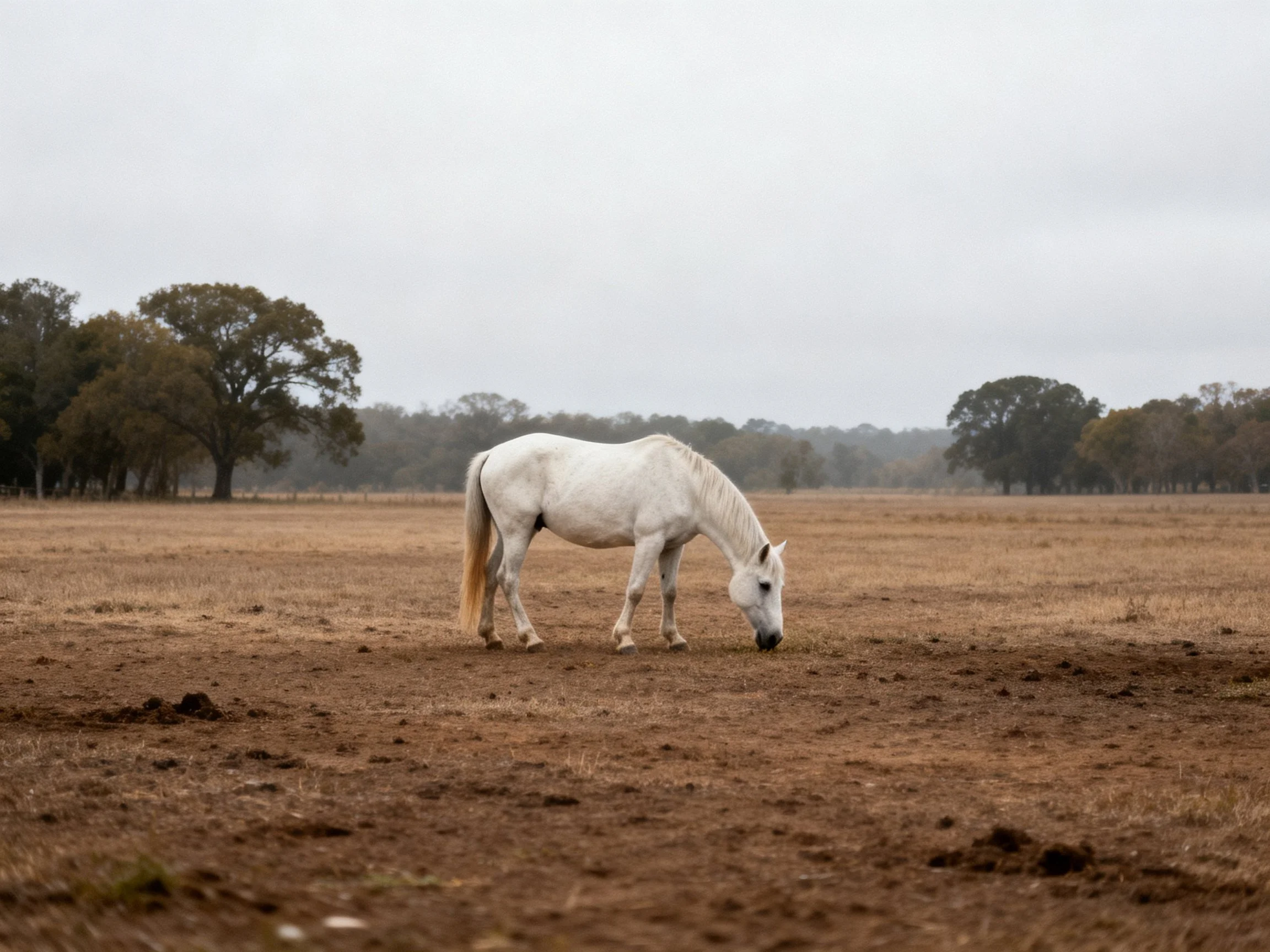 A solitary white horse grazing in an expansive earth-toned field