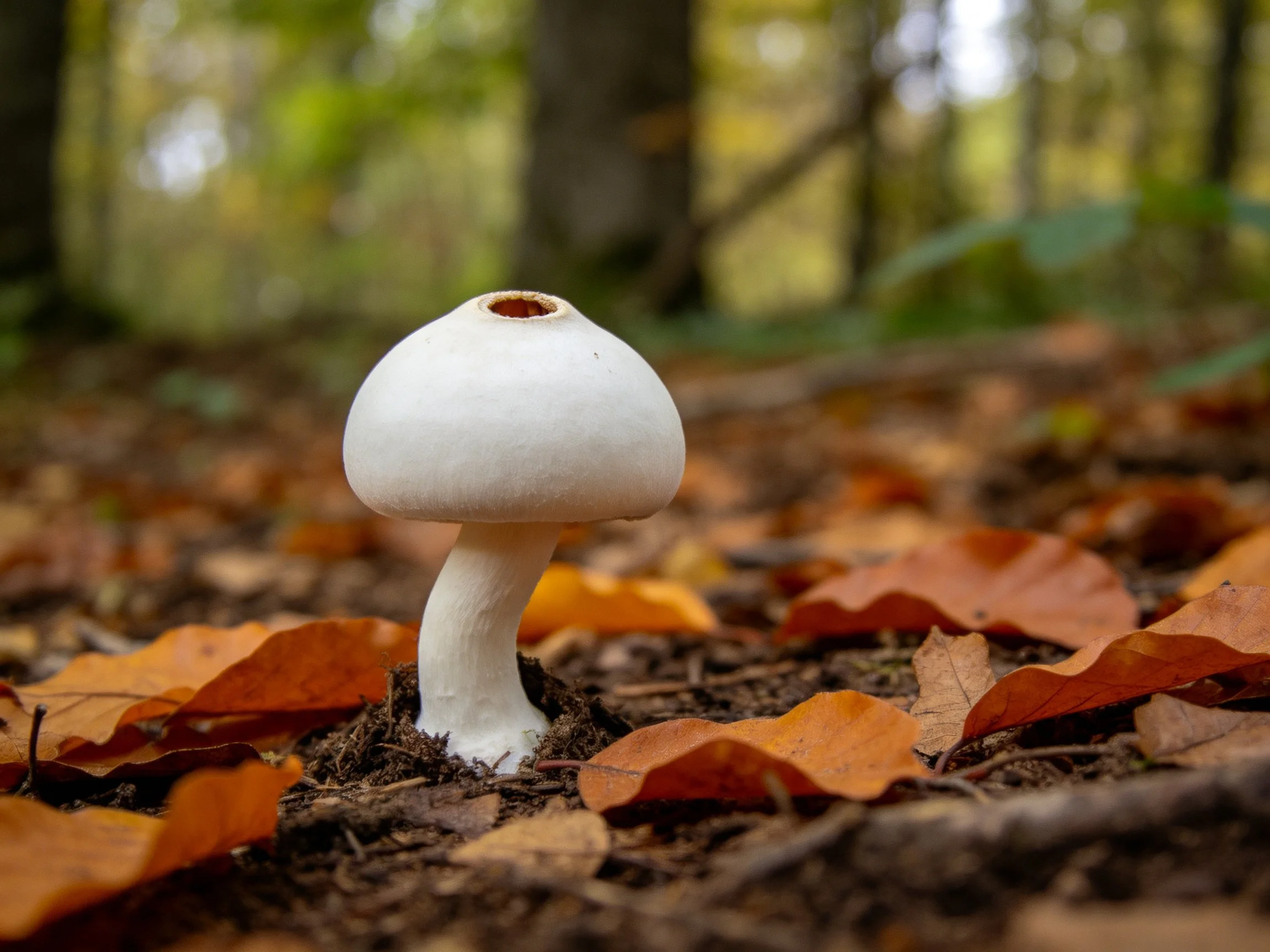 A solitary white mushroom amid autumn leaves in a forest