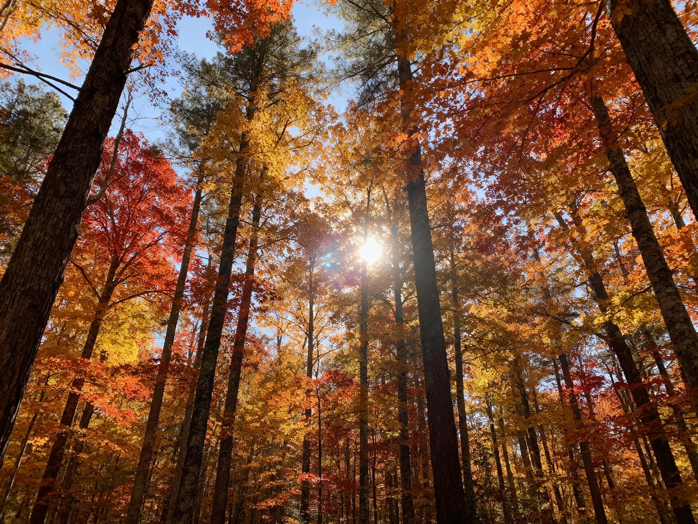 A sun-dappled autumn forest with vibrant red-orange foliage