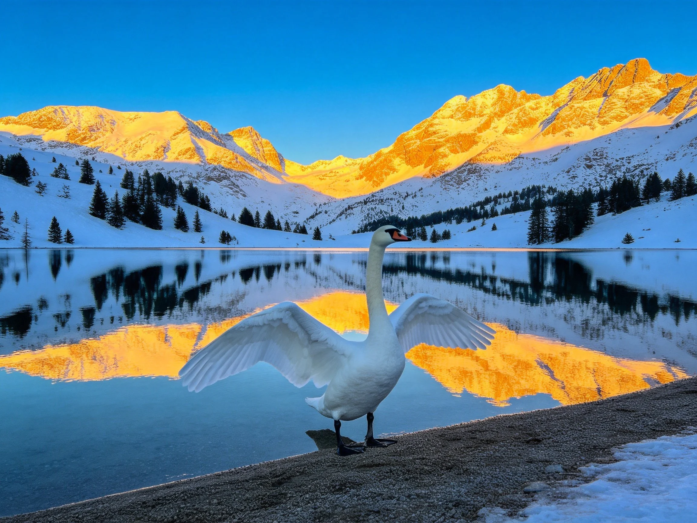 A swan spreads wings beside a snow-covered mountain lake at dawn