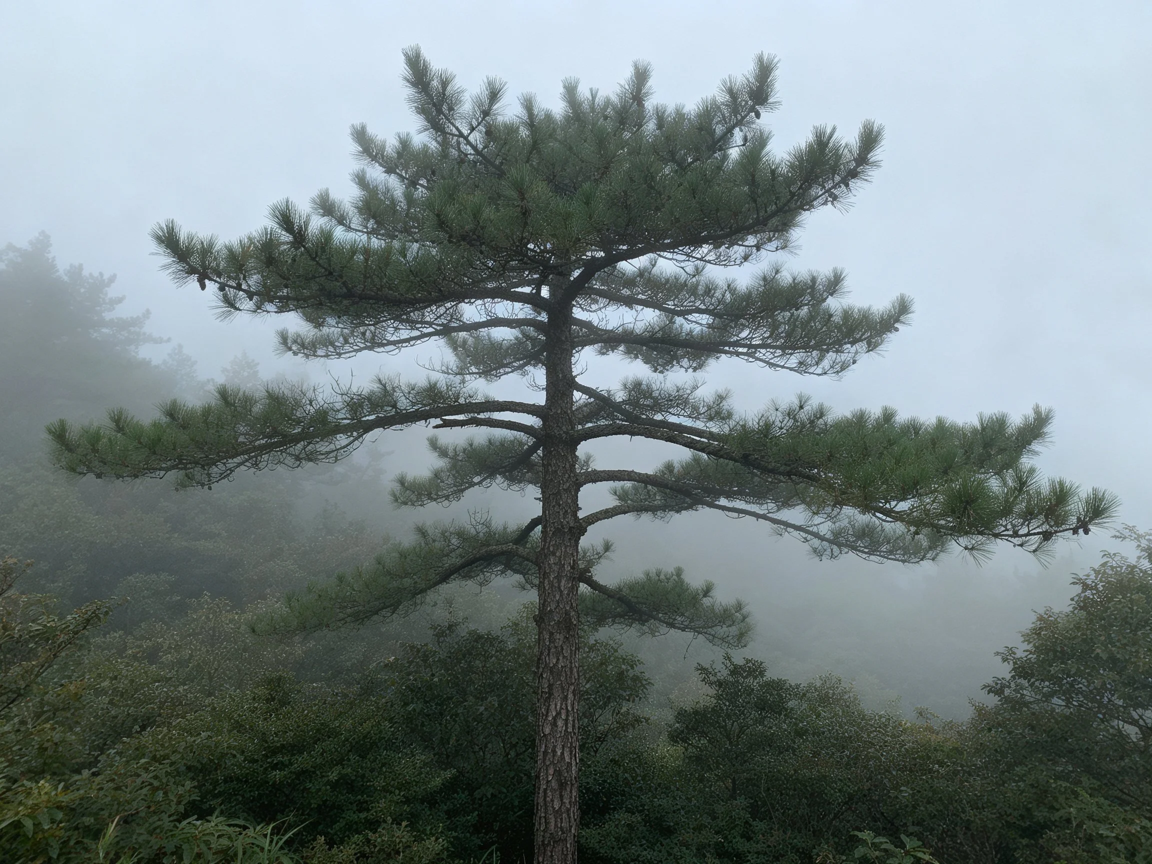 A tall pine tree stands alone in a foggy forest landscape