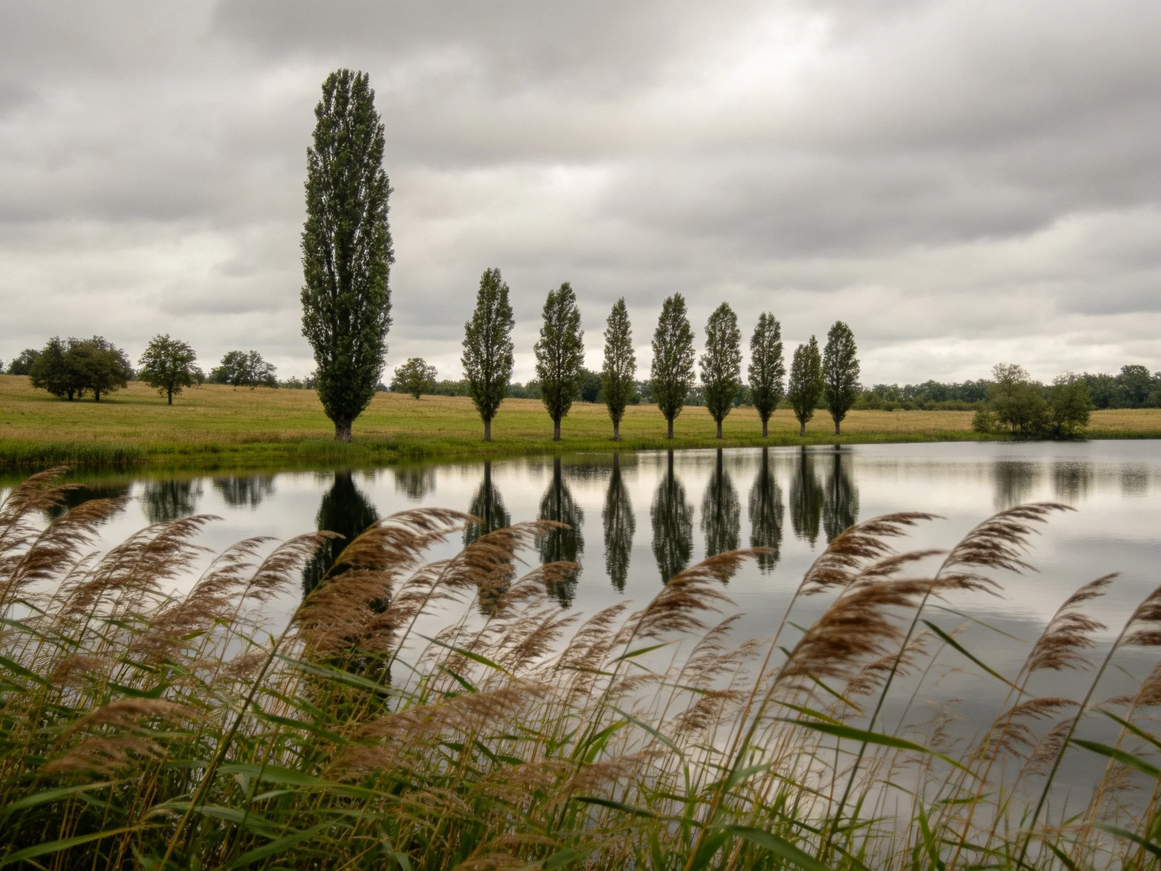 A tall tree beside a row of slender trees by a calm lake under overcast skies