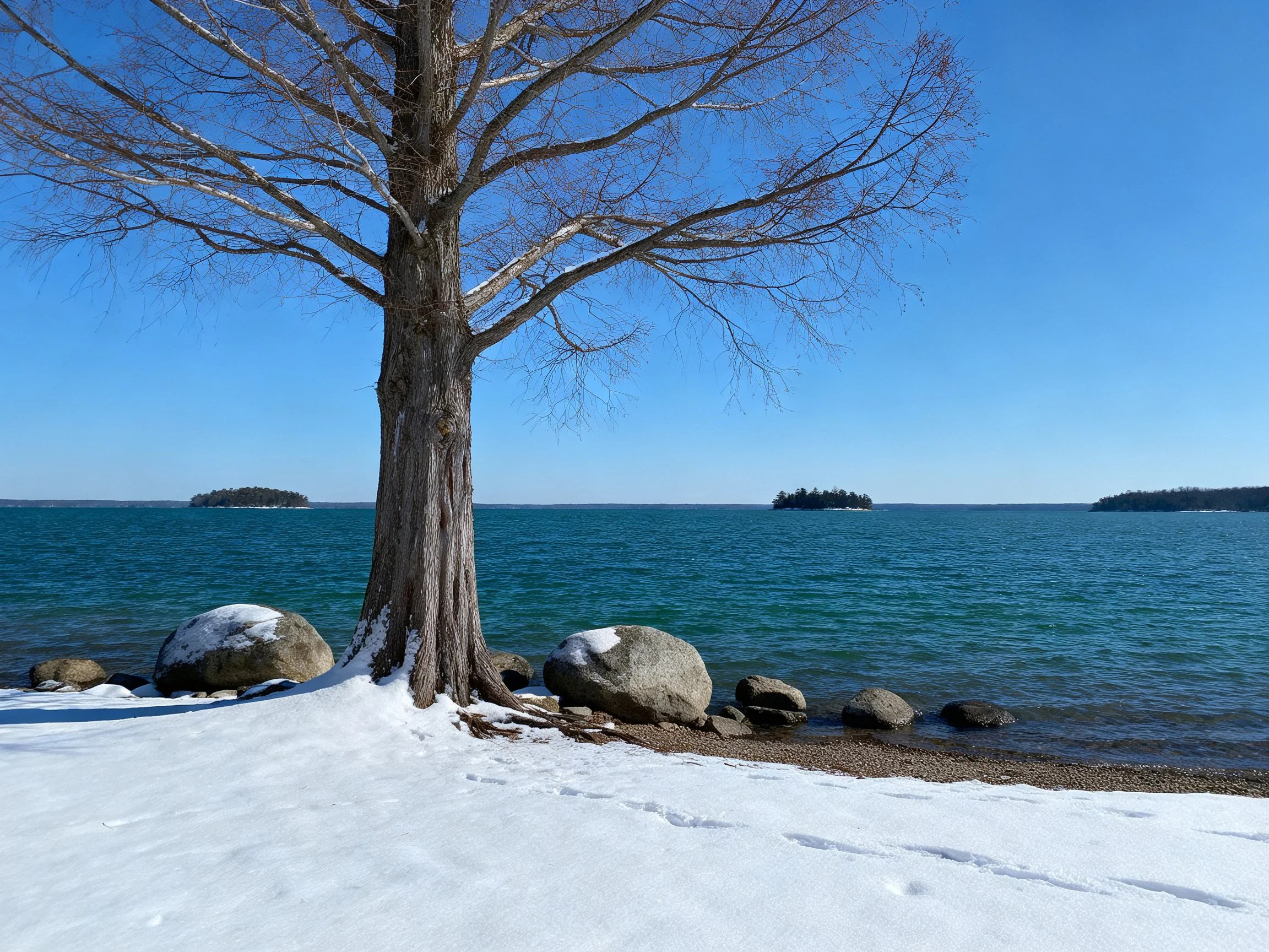 A tall tree by a snowy lakeshore with large rocks